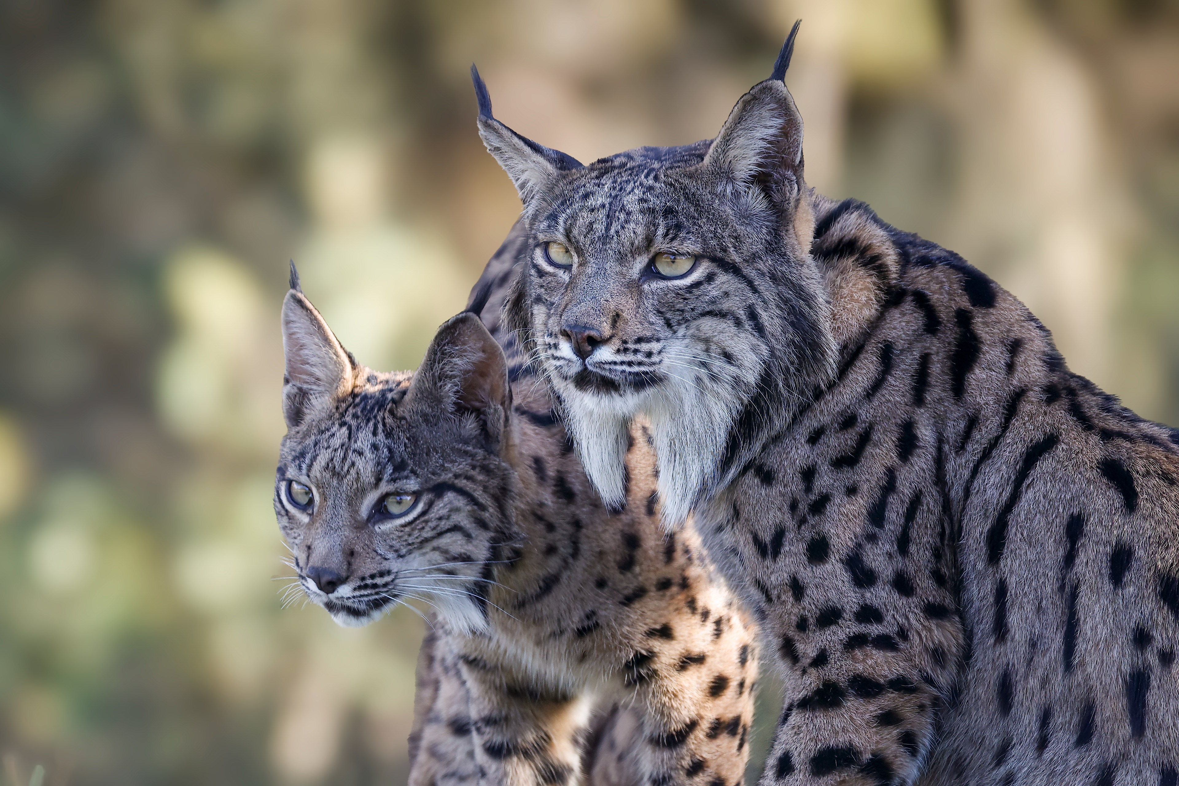 Lince iberica - giovane e adulta - bosco penombra