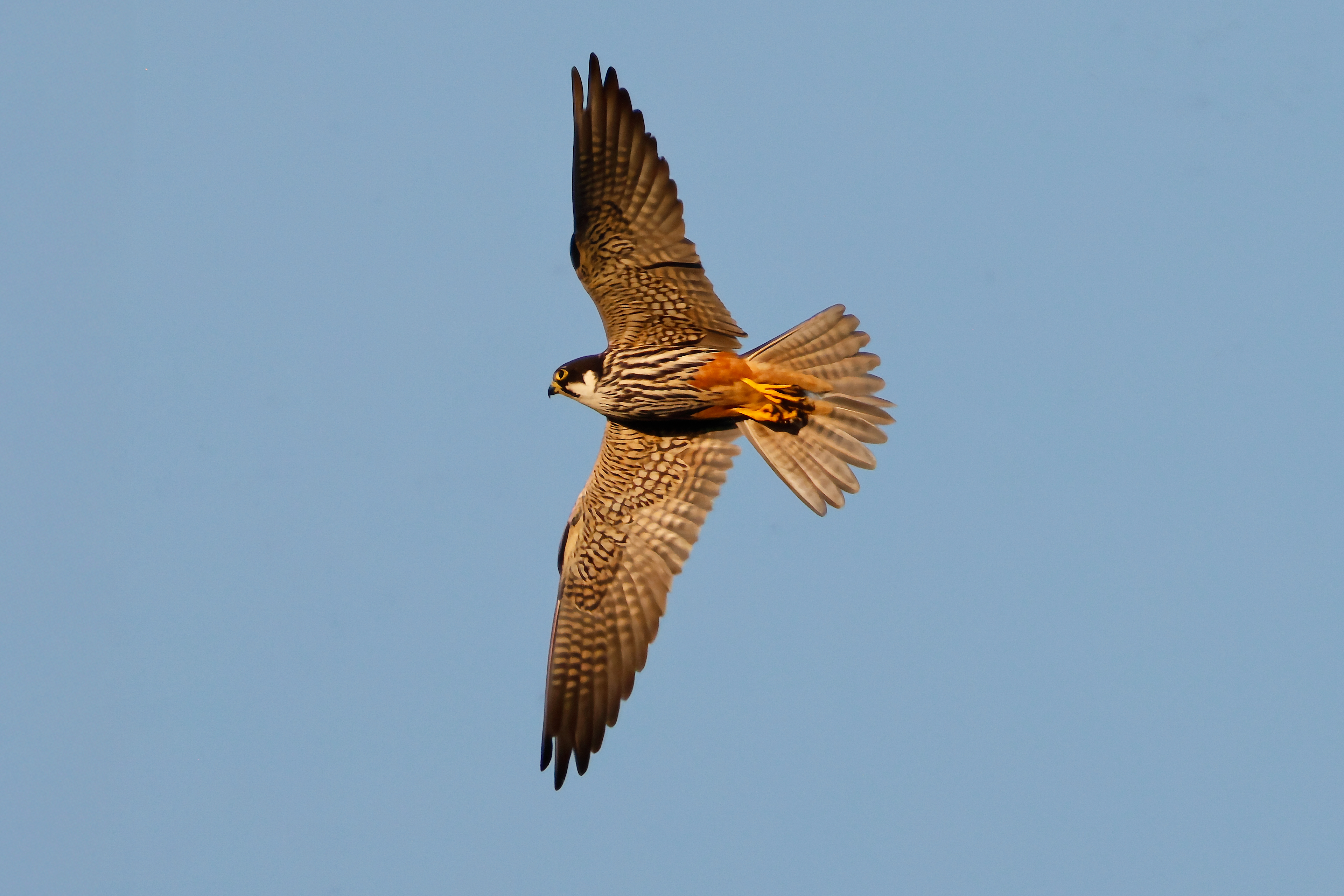 Hobby falcon