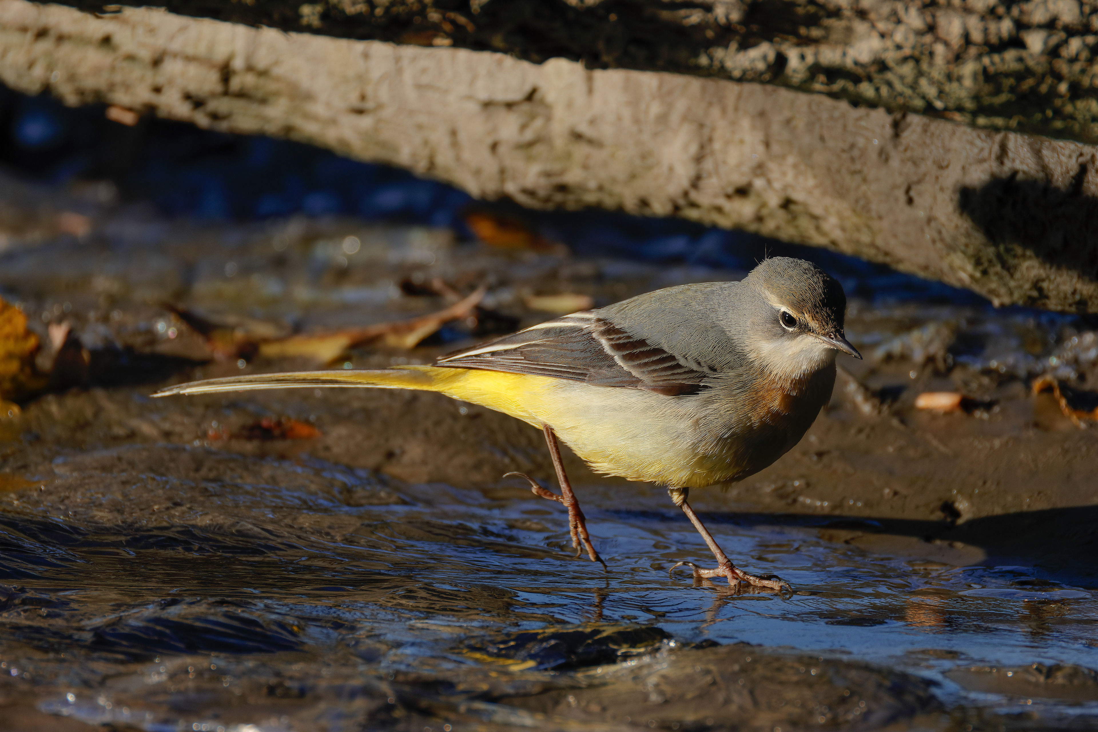 Yellow wagtail