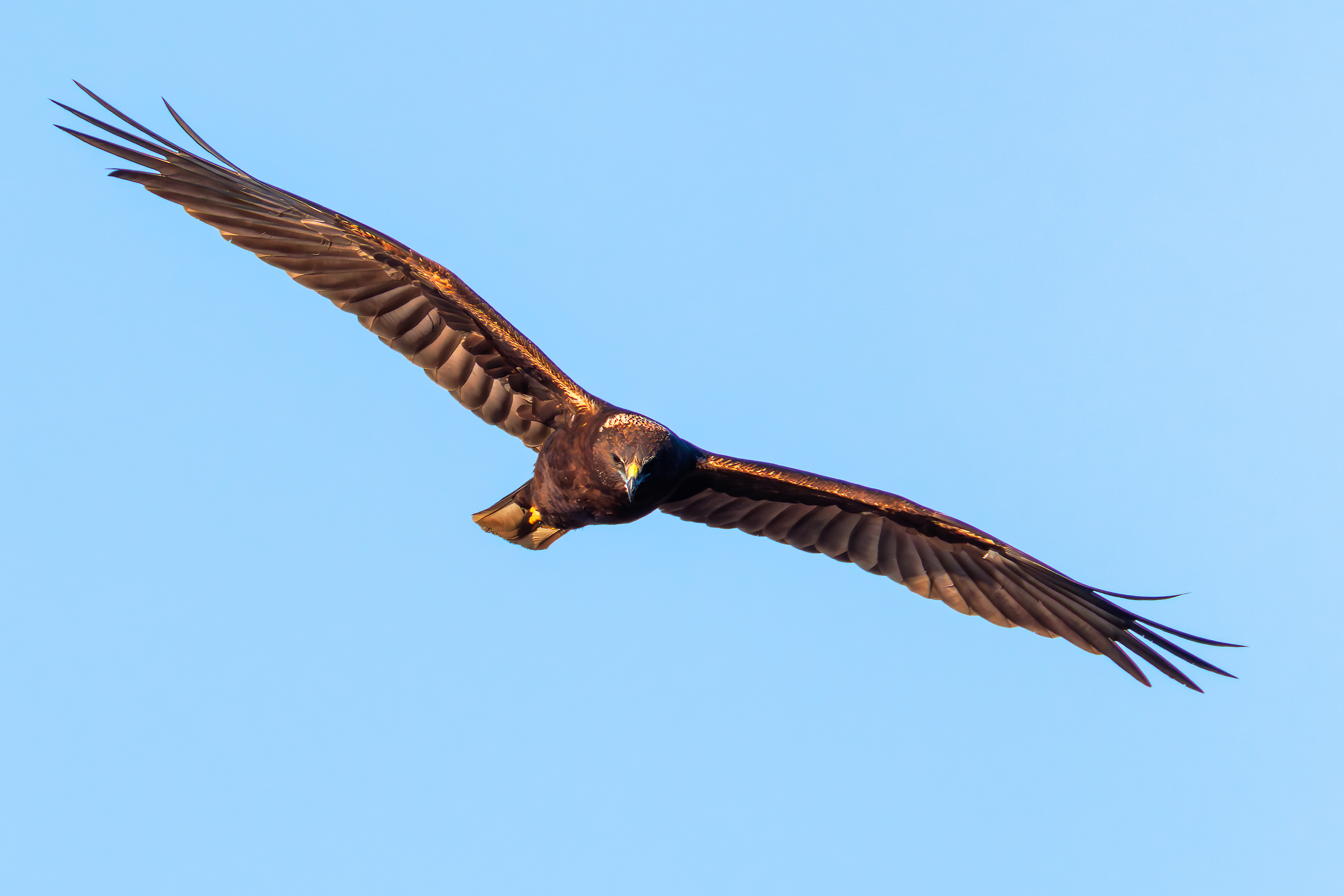 European marsh harrier