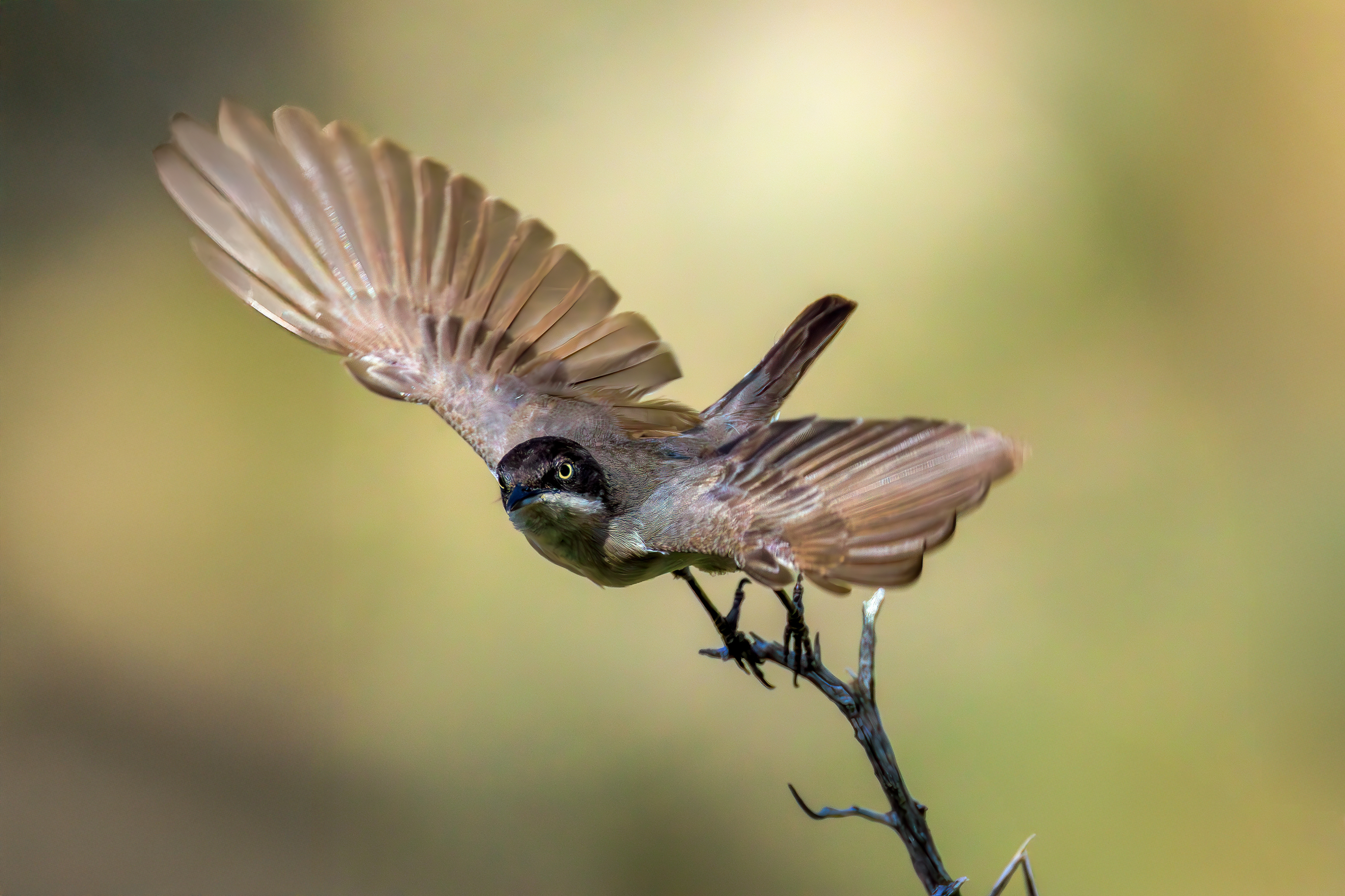 Western Orphean warbler