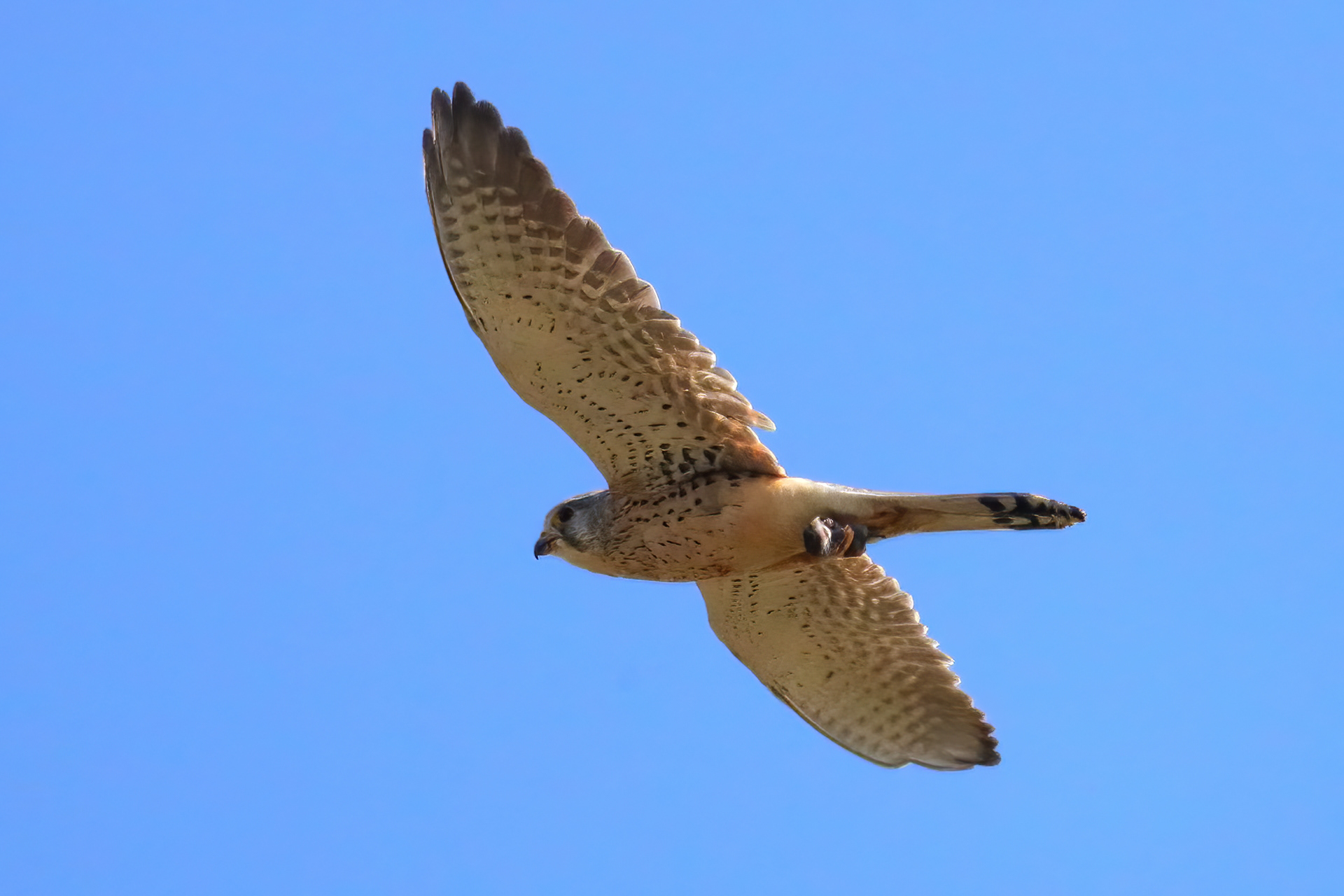 Kestrel