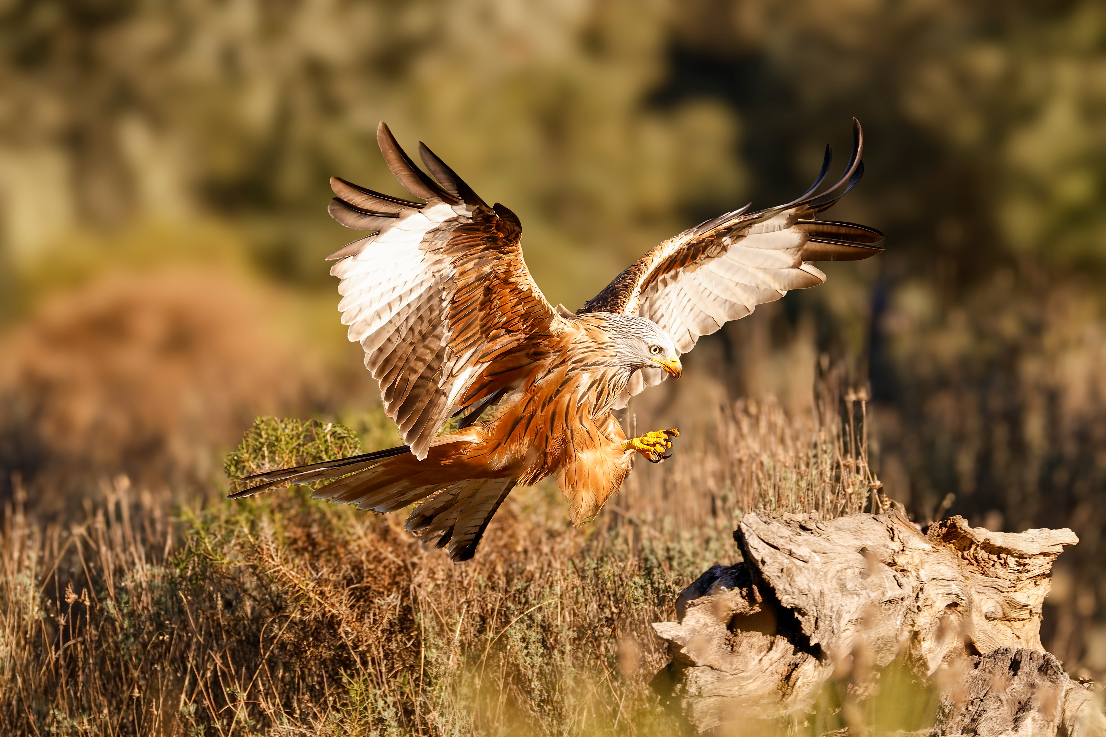 Nibbio reale - bosco, atterraggio