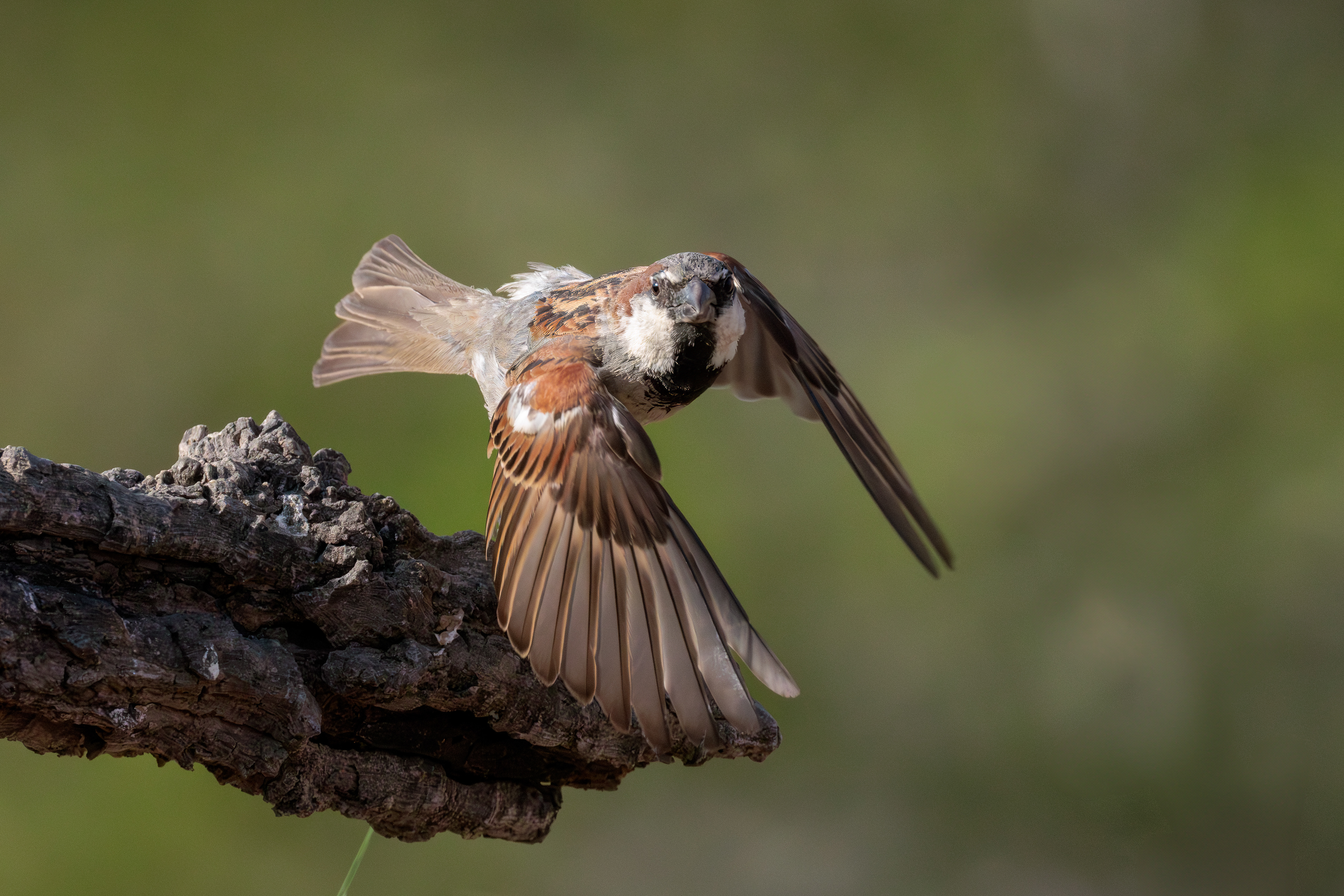 House sparrow