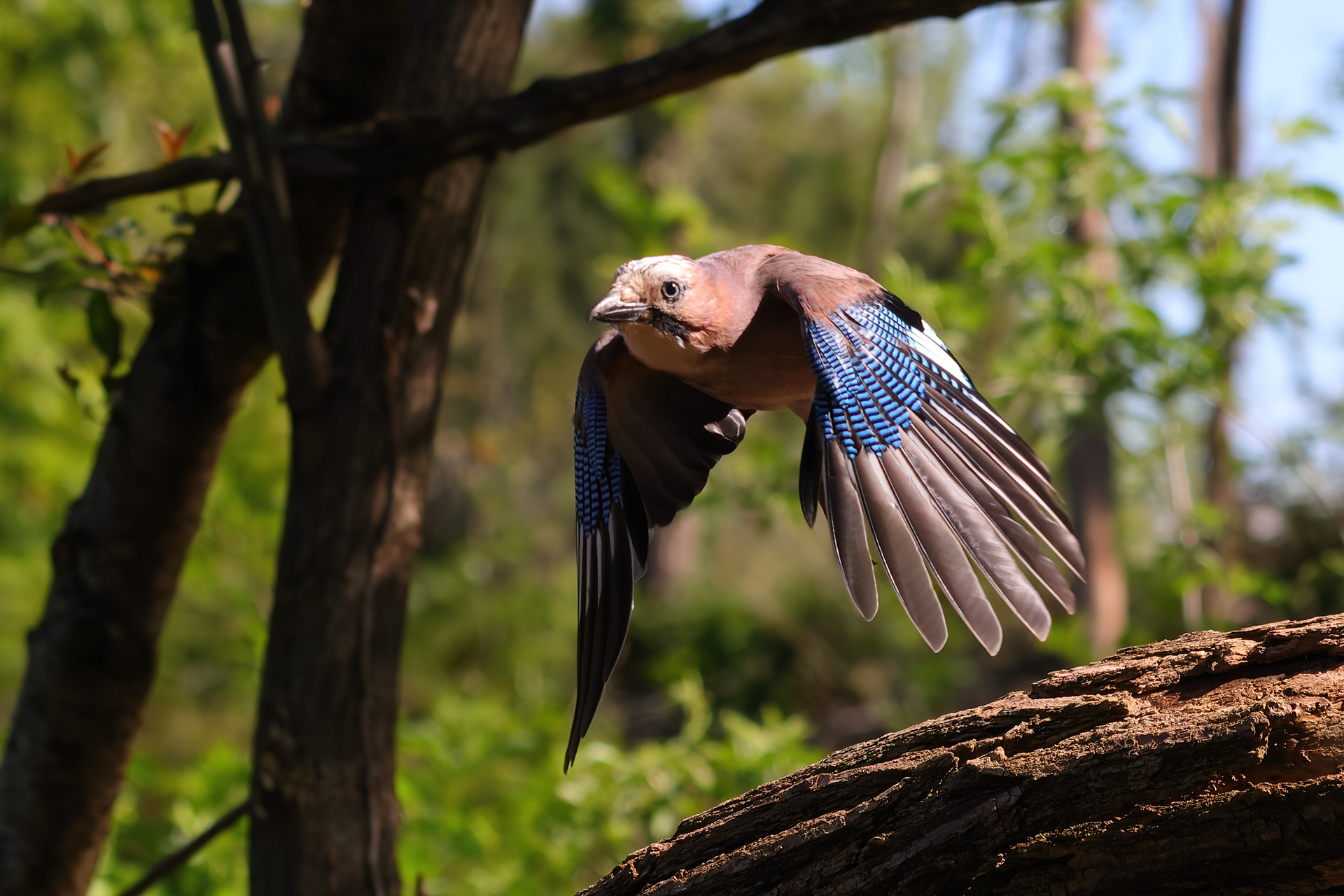 Eurasian jay
