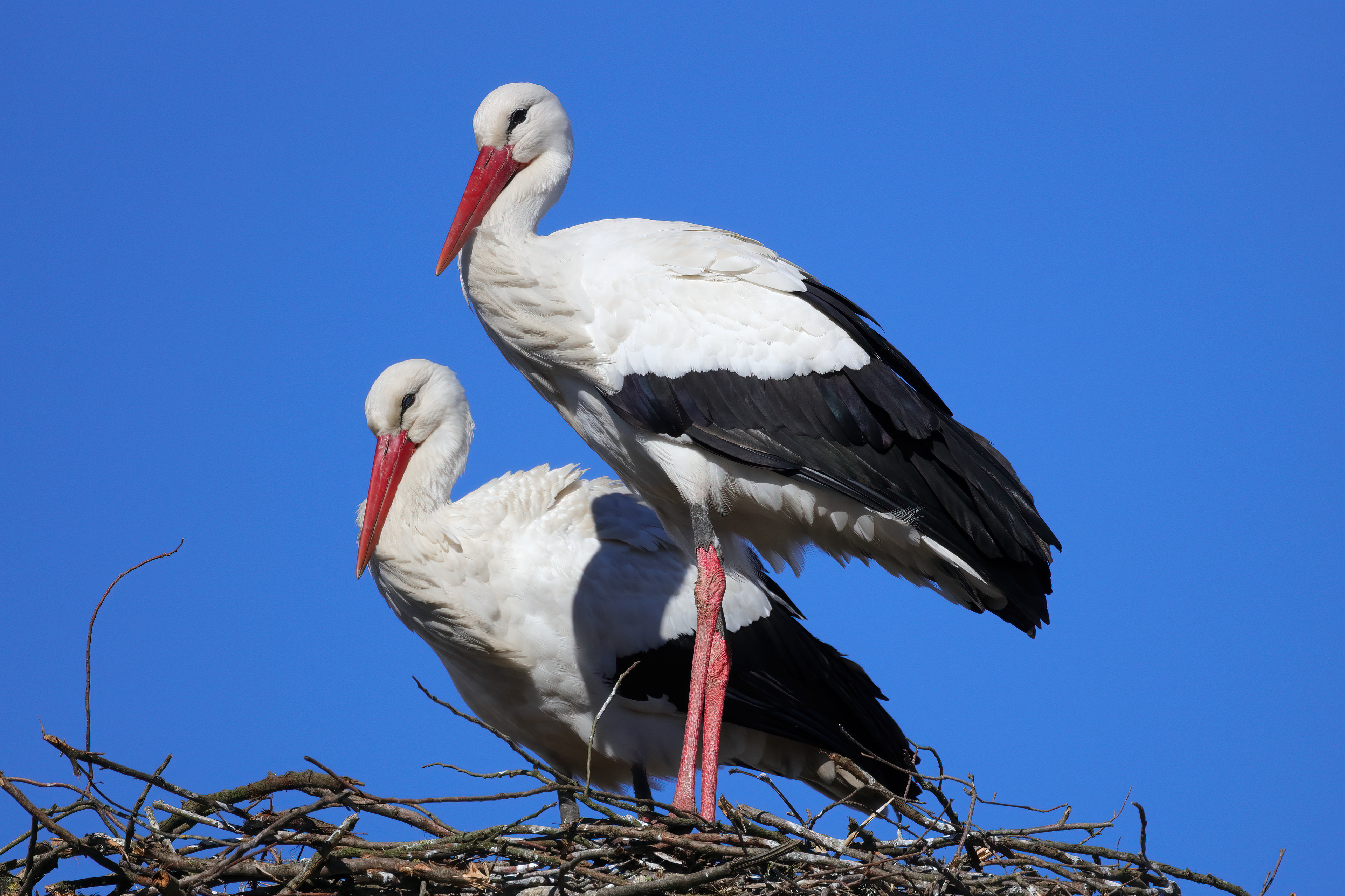 White stork