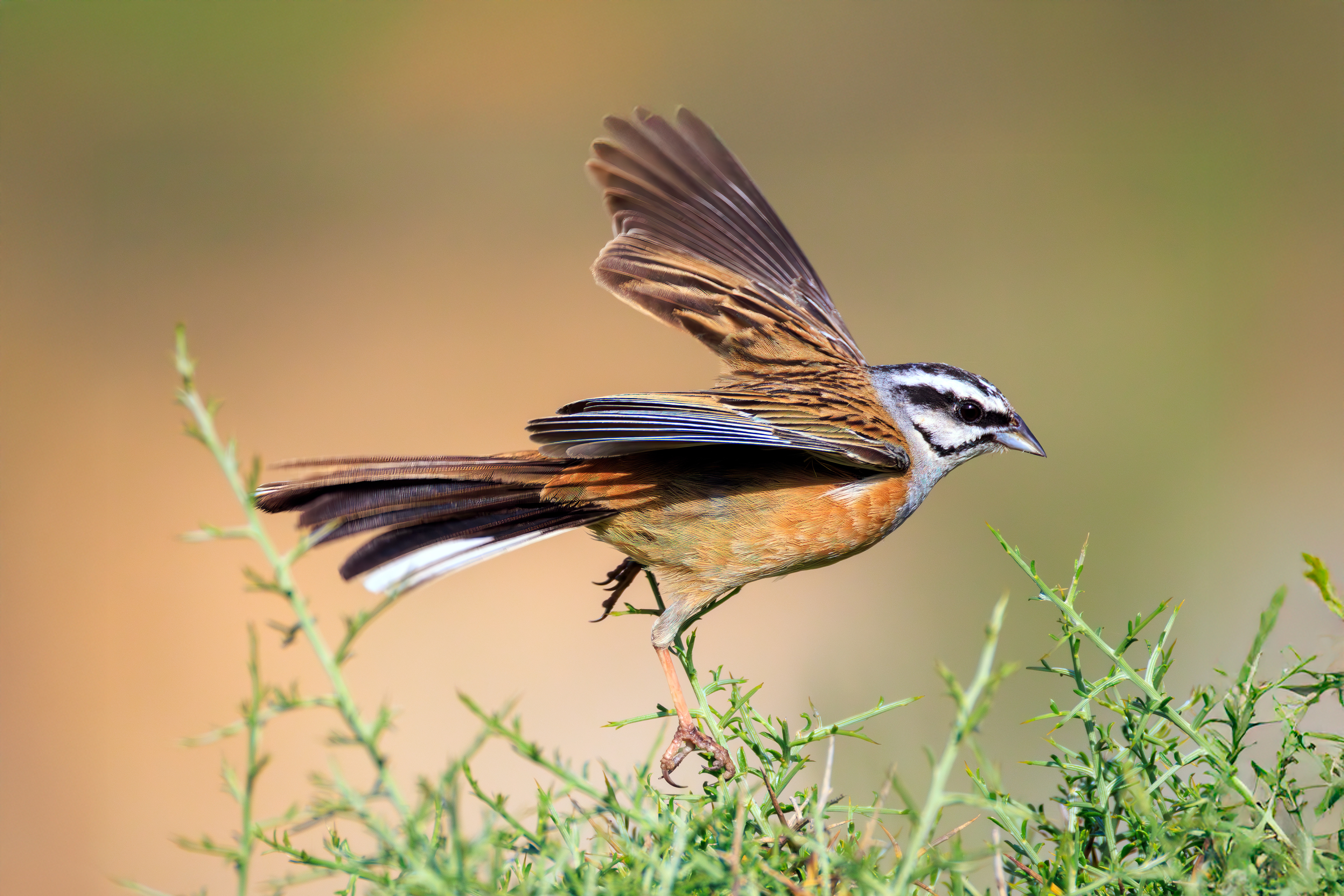 Rock bunting