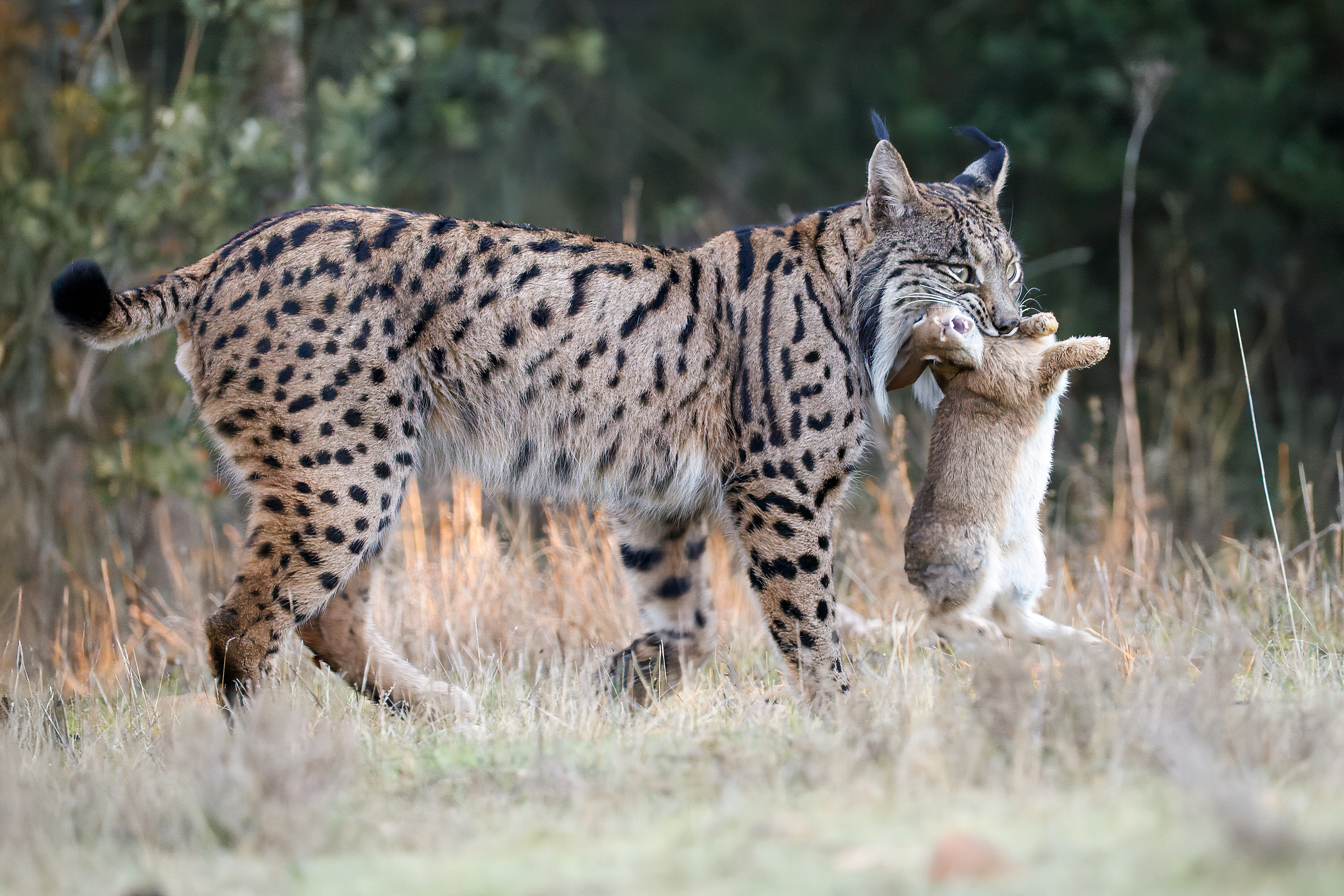 Lince iberica  adulta maschio e preda