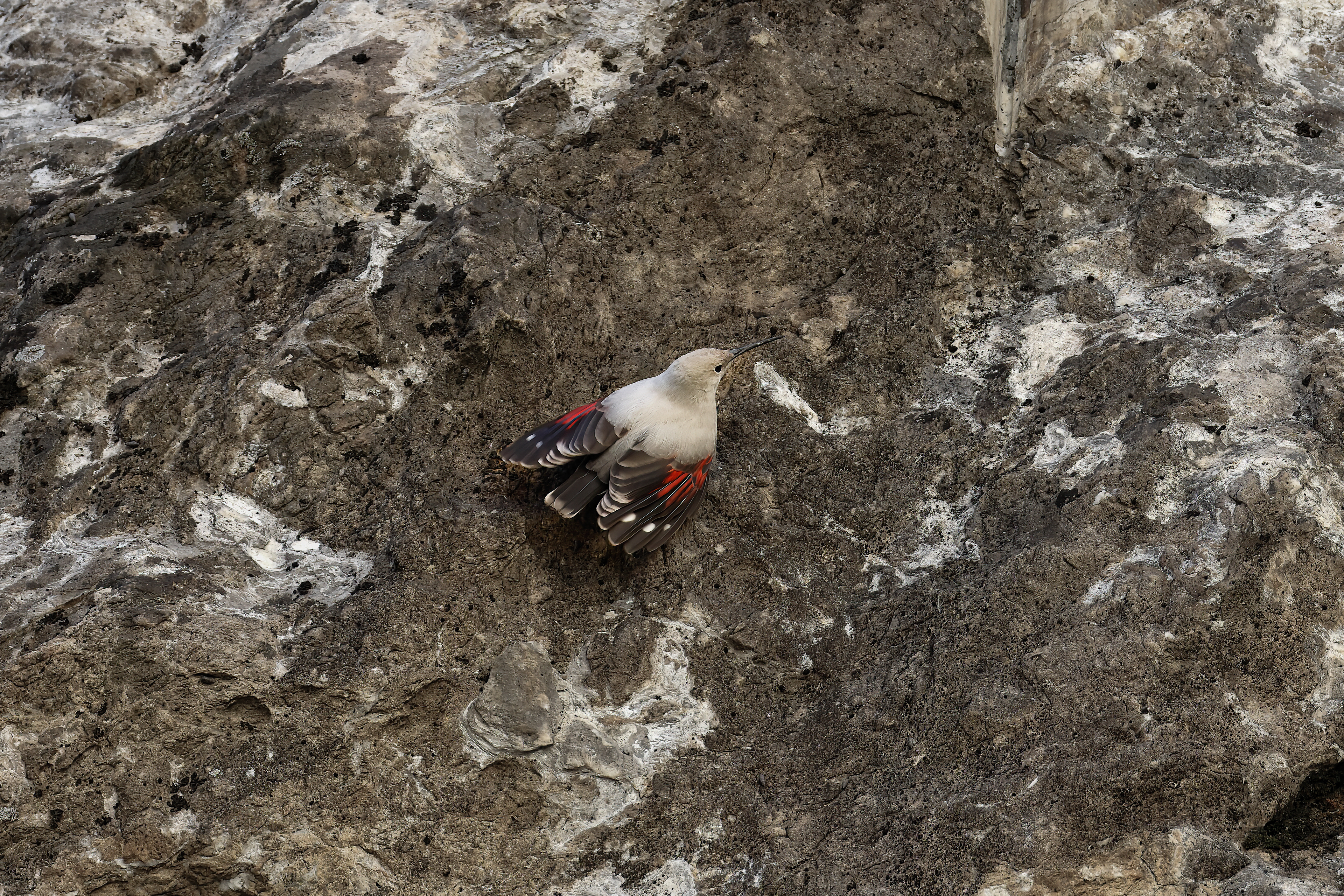 Wallcreeper