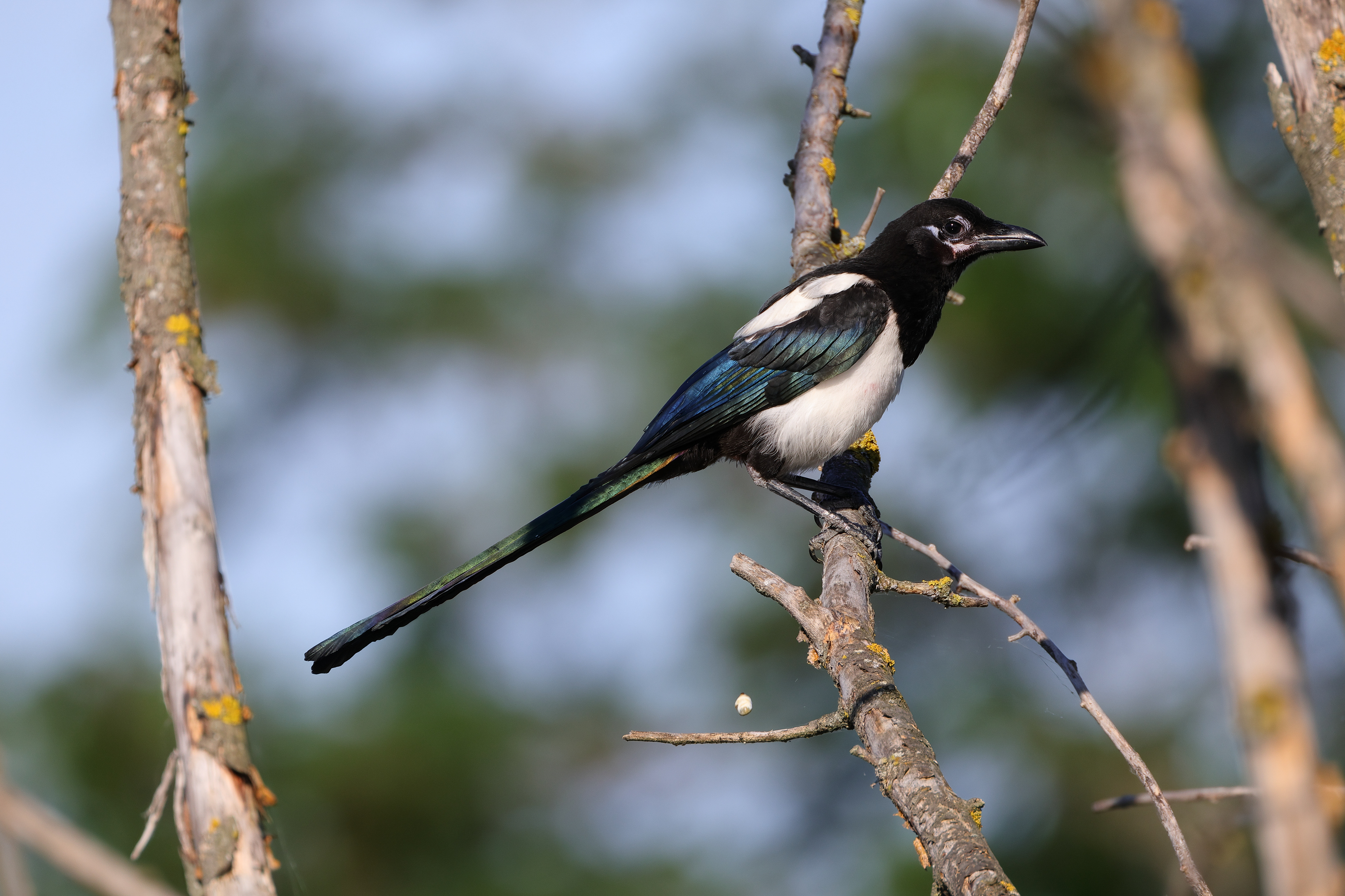 Eurasian magpie
