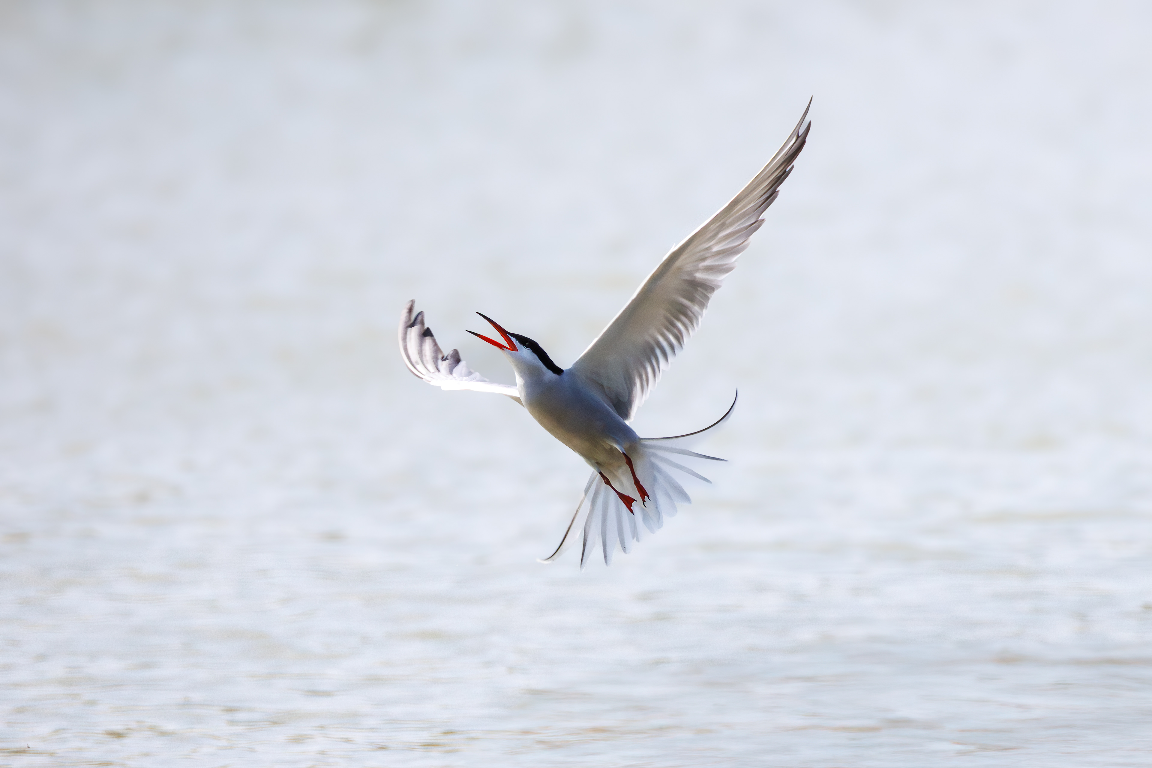 Arctic tern