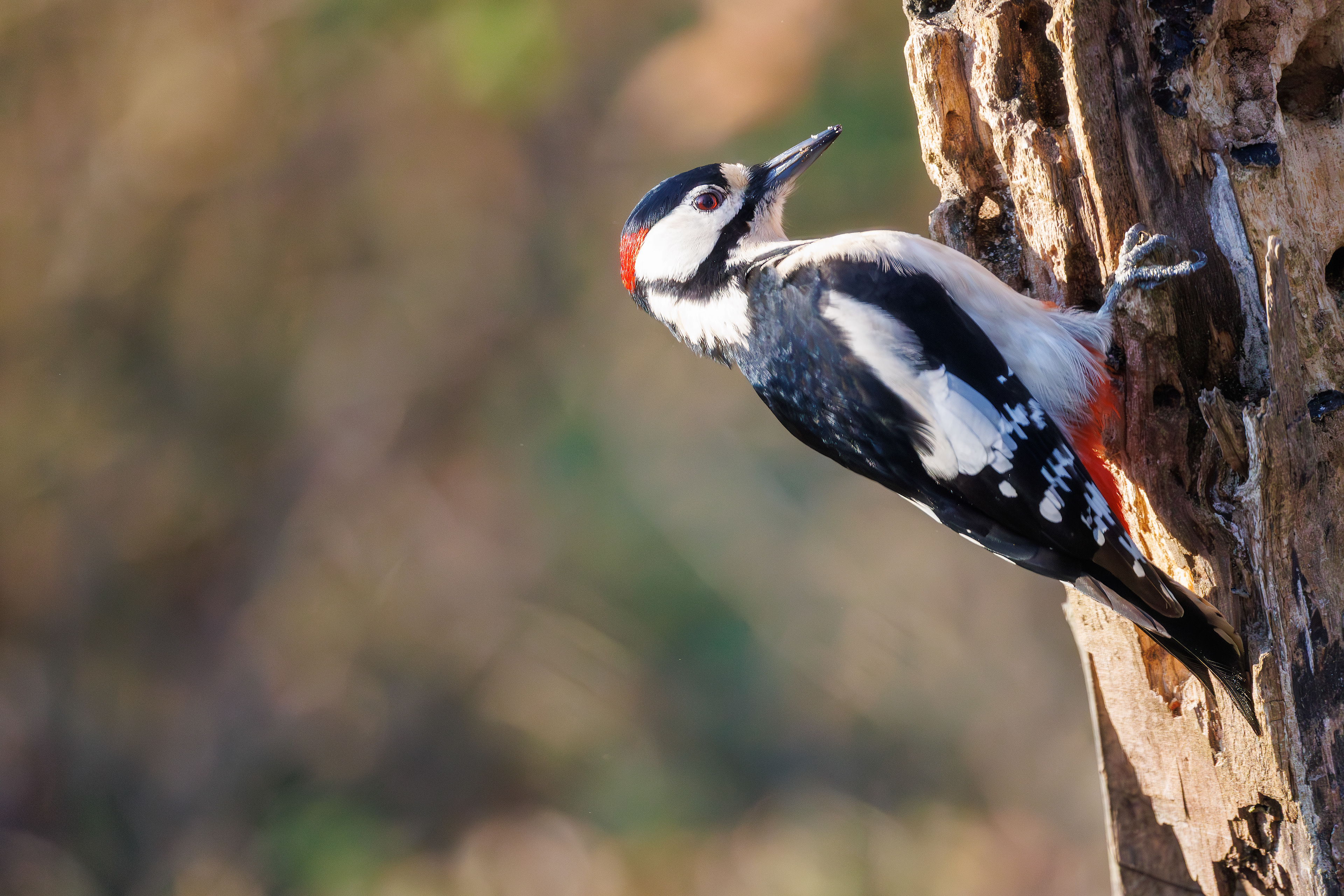 Picchio rosso maggiore