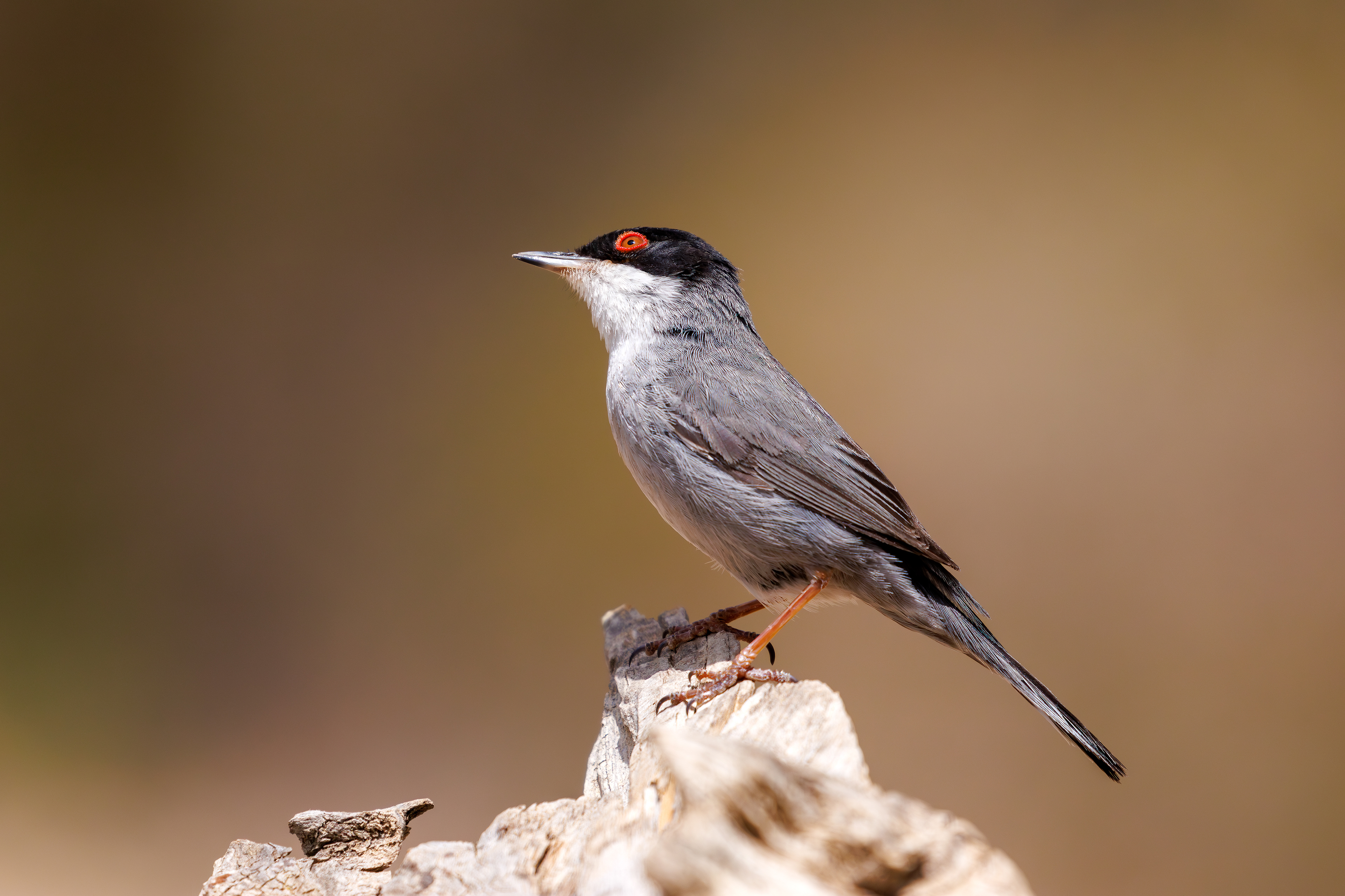 Occhiocotto