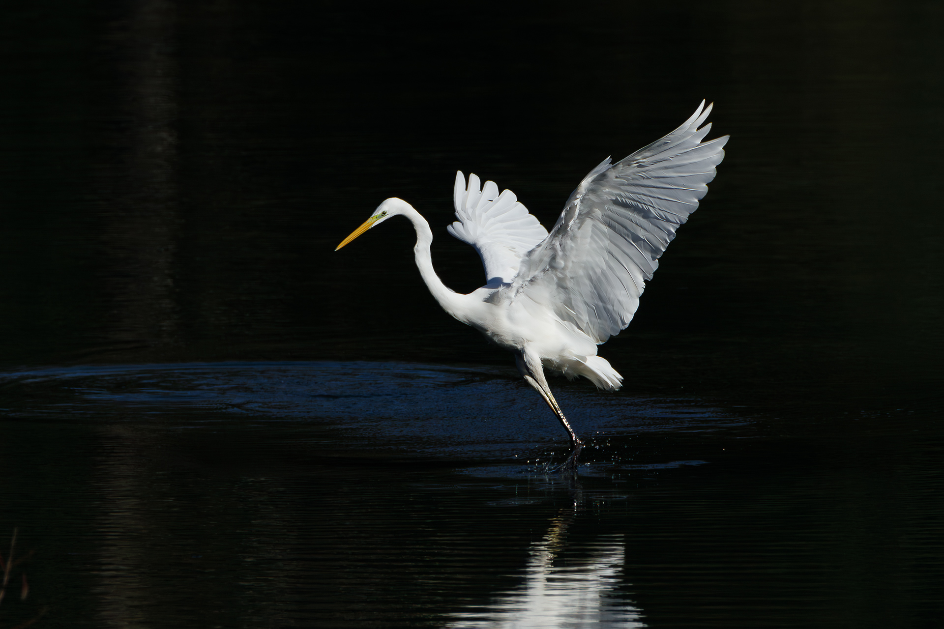 Airone bianco maggiore