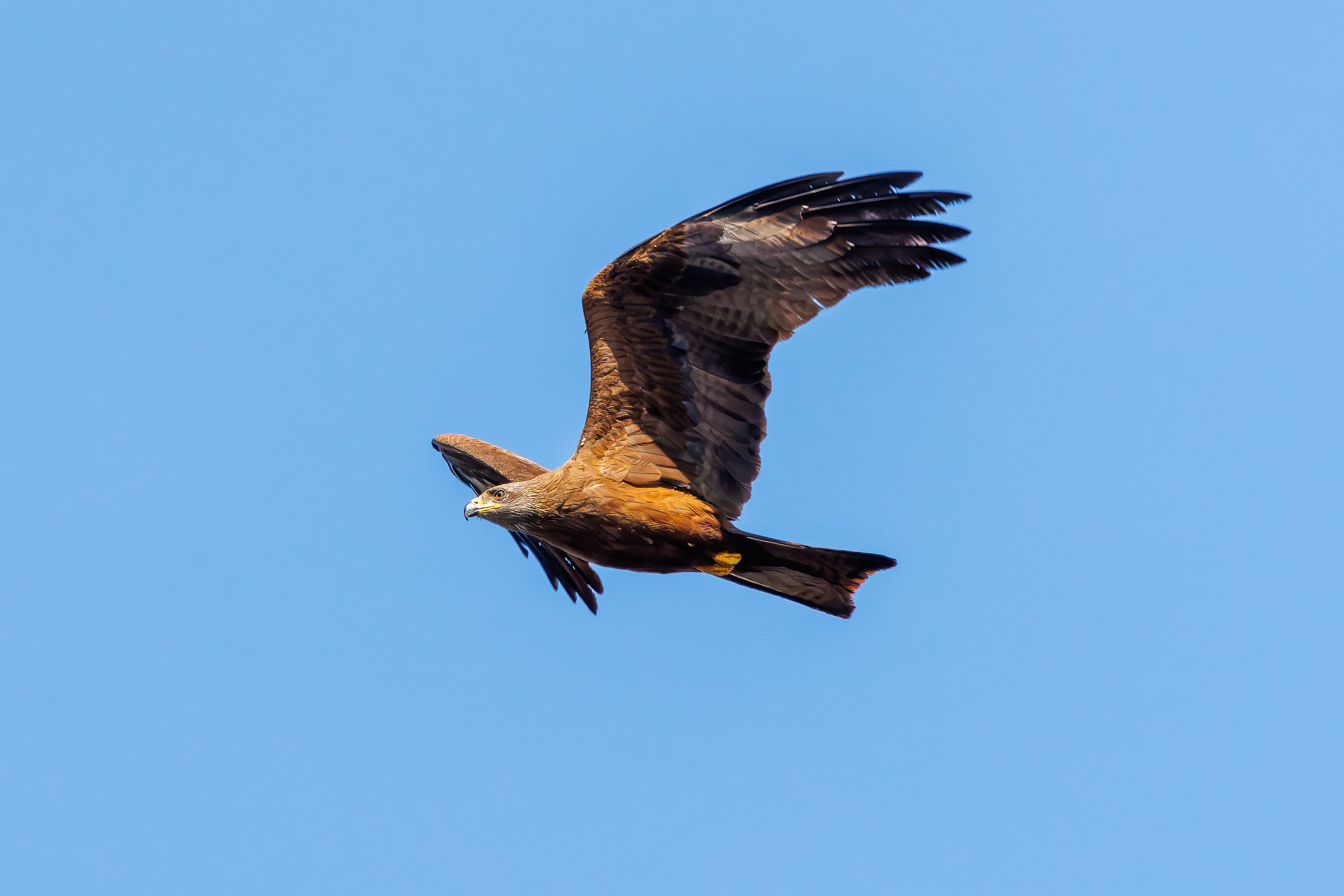 Black kite