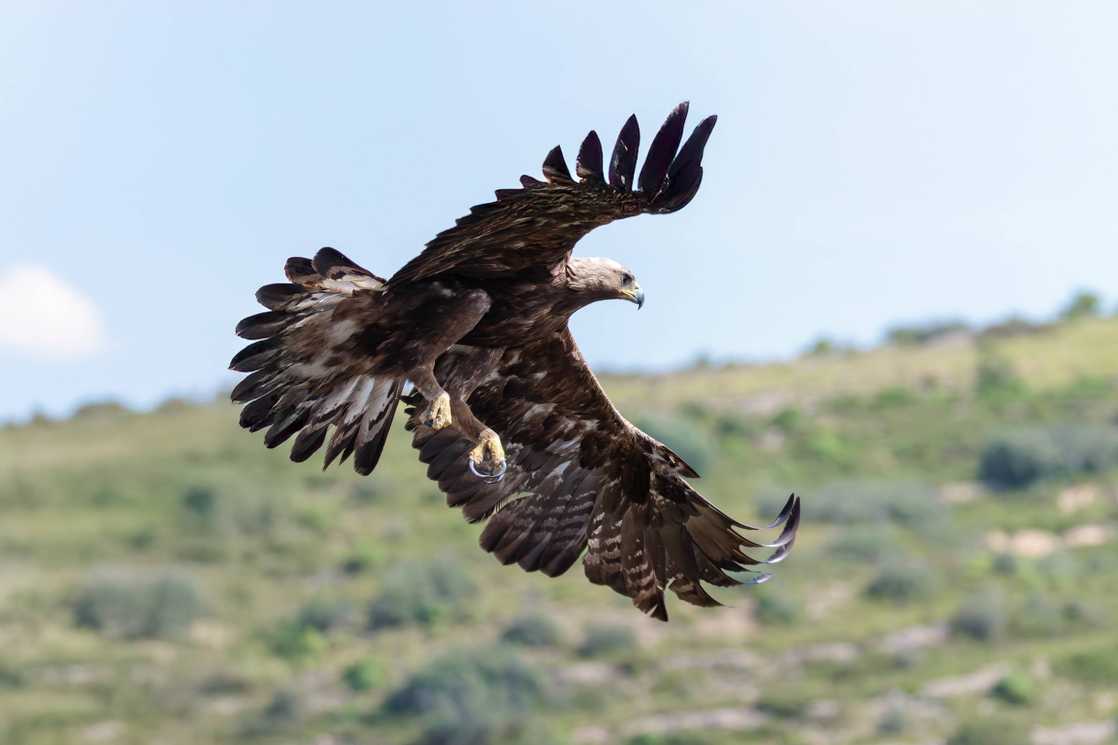 Golden eagle