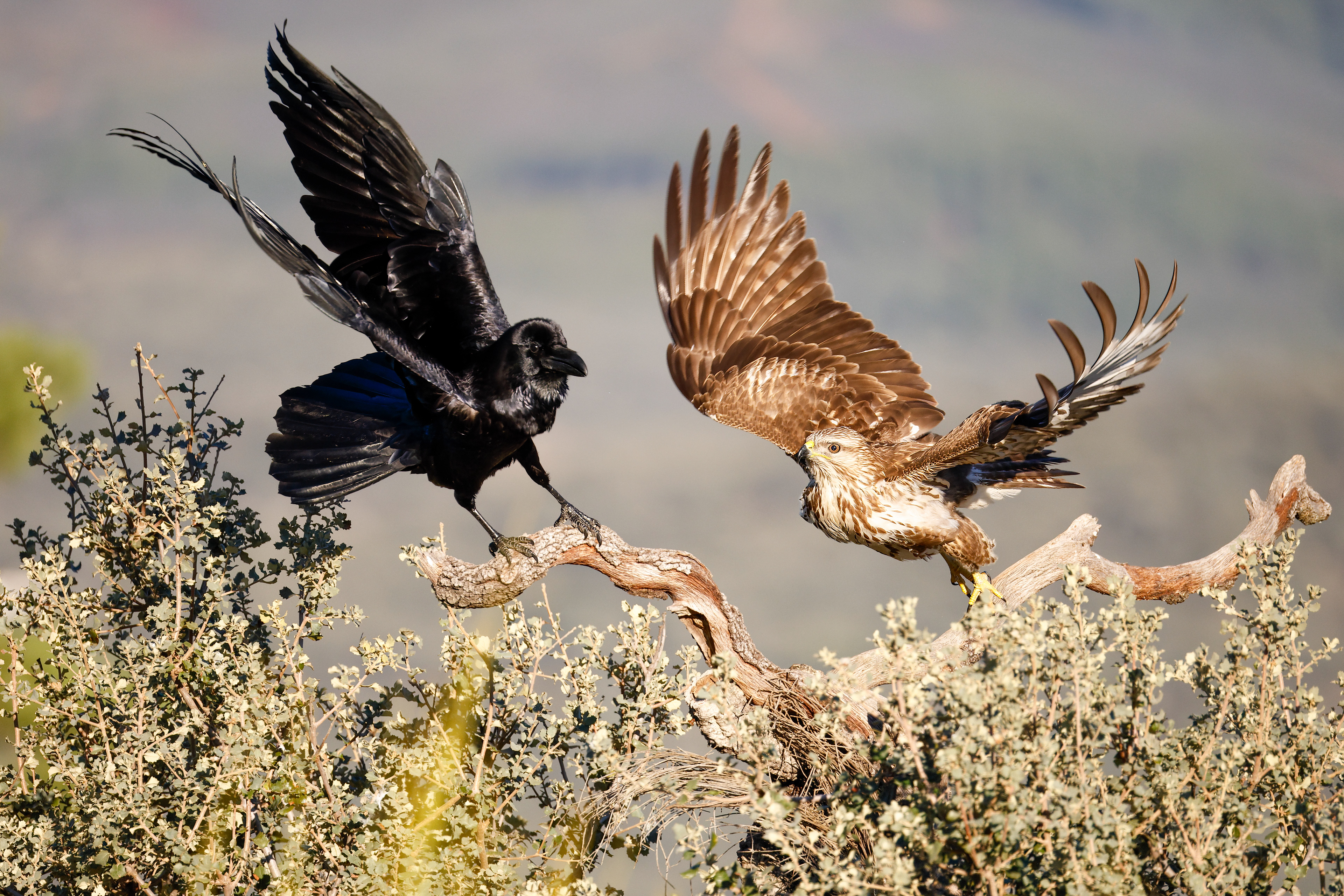 Corvo imperiale e poiana