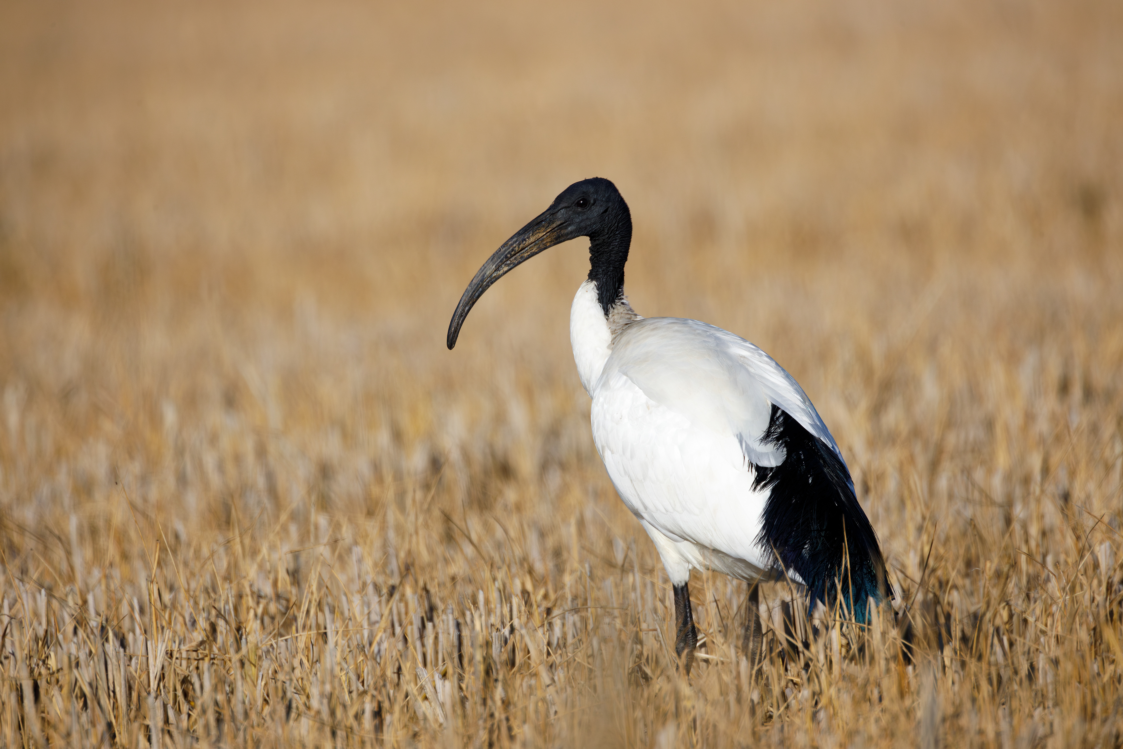 Ibis sacro