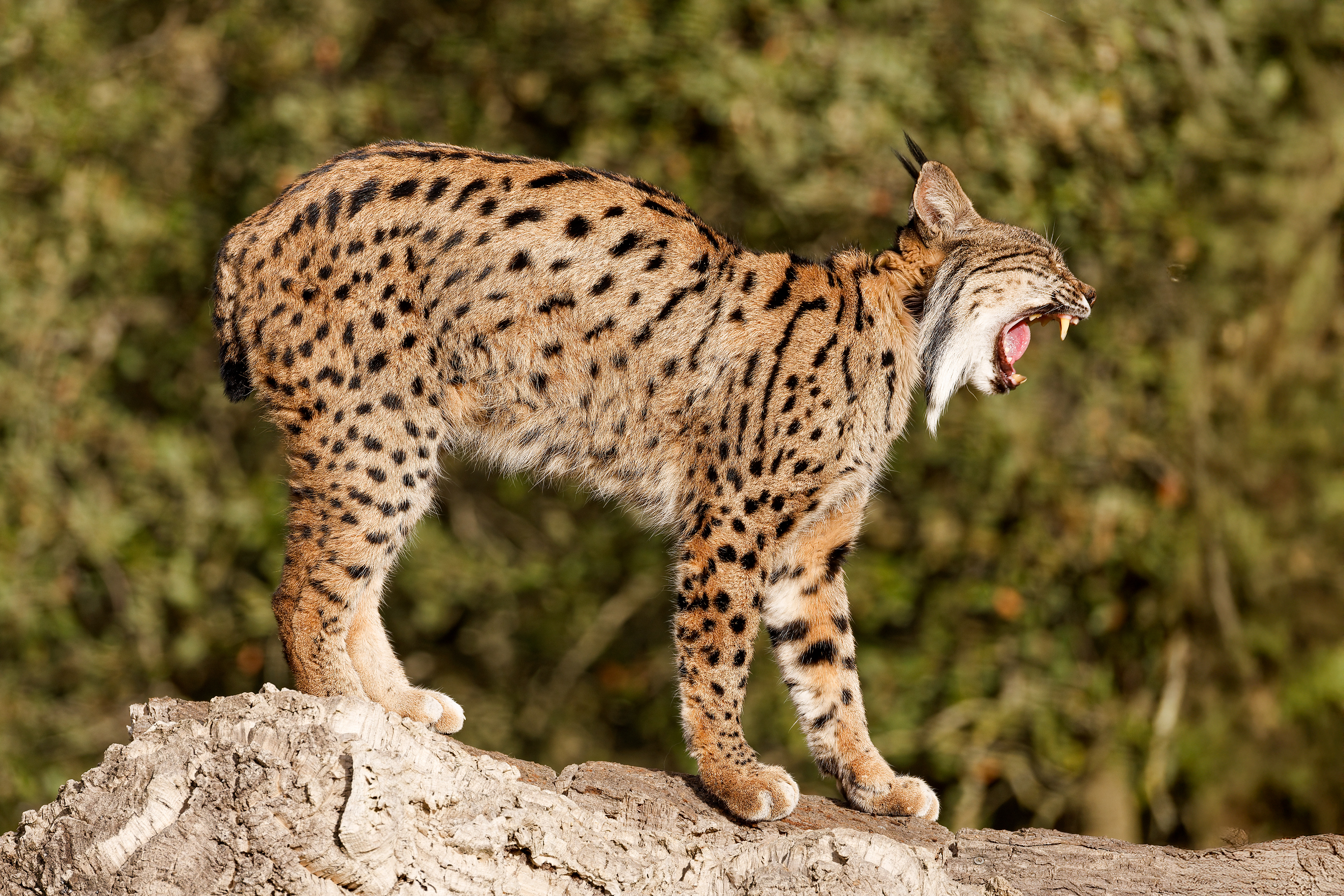 Lince iberica adulta - femmina