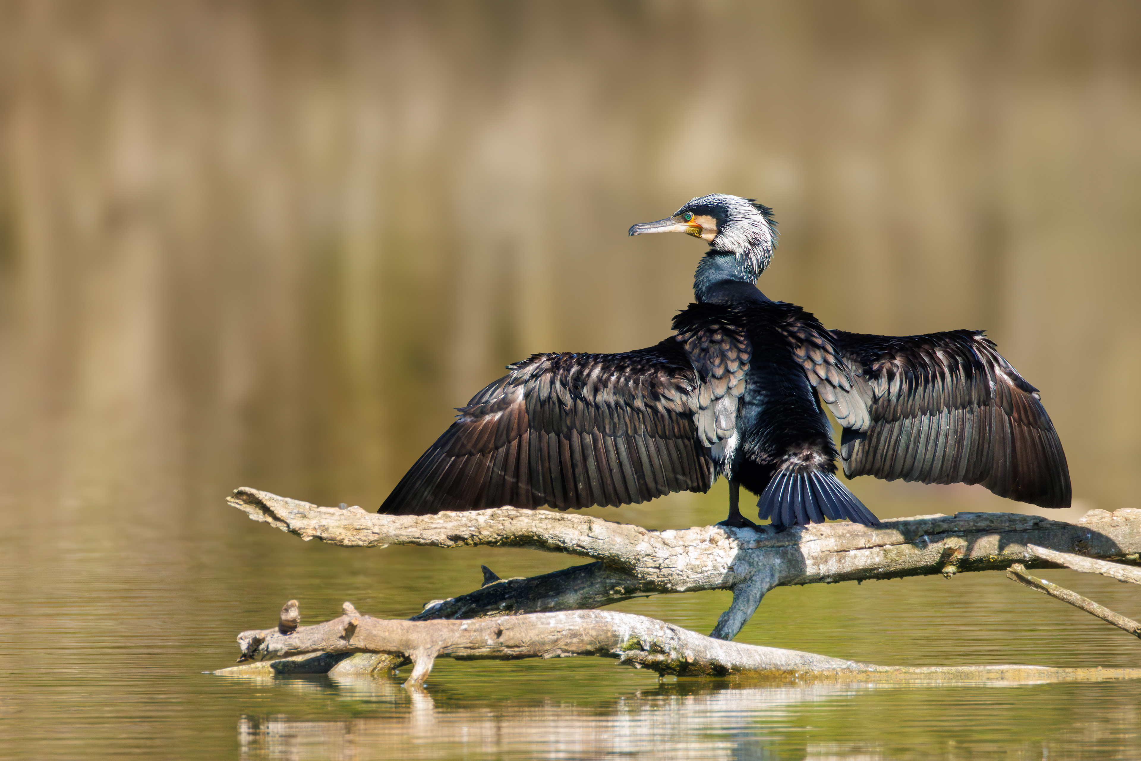 Cormorano