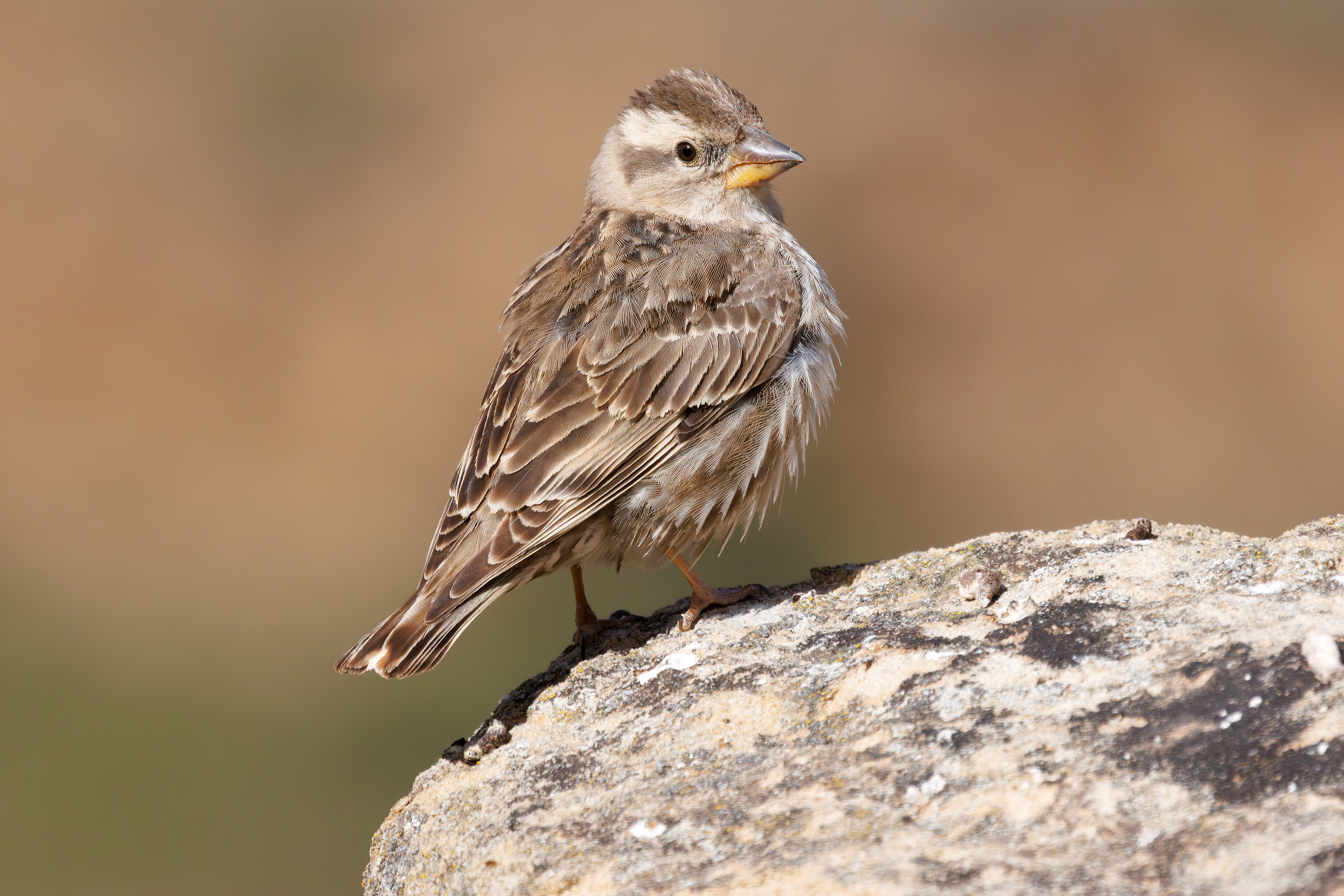Passera lagia
