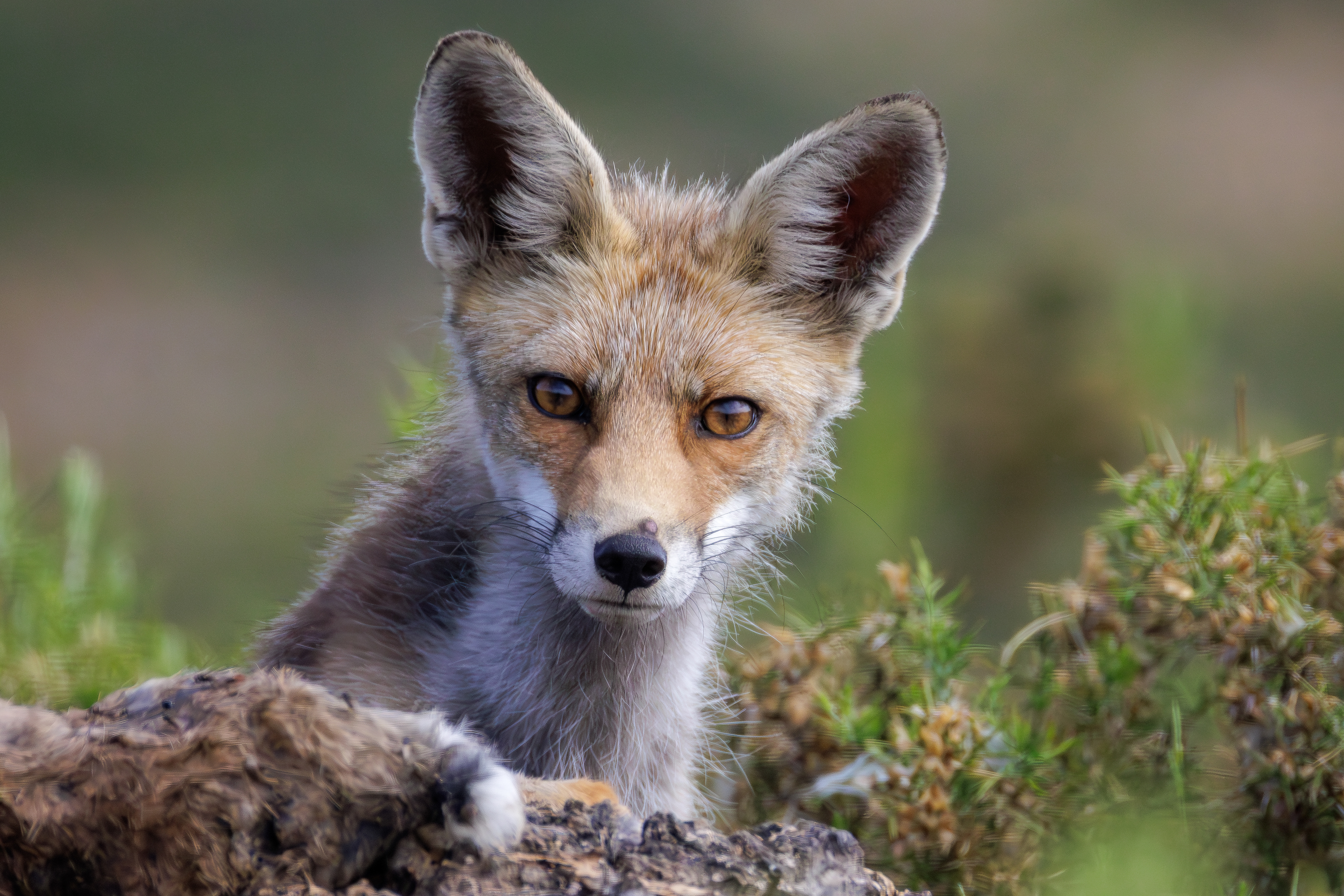 Common fox