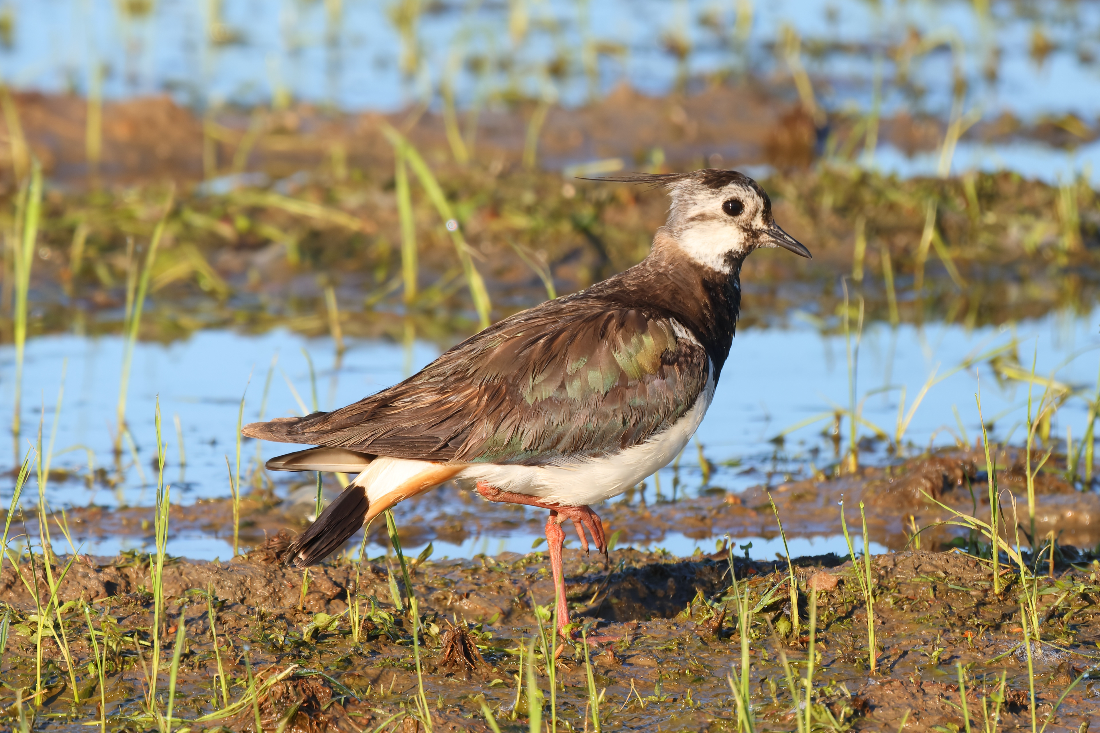 Northern lapwing