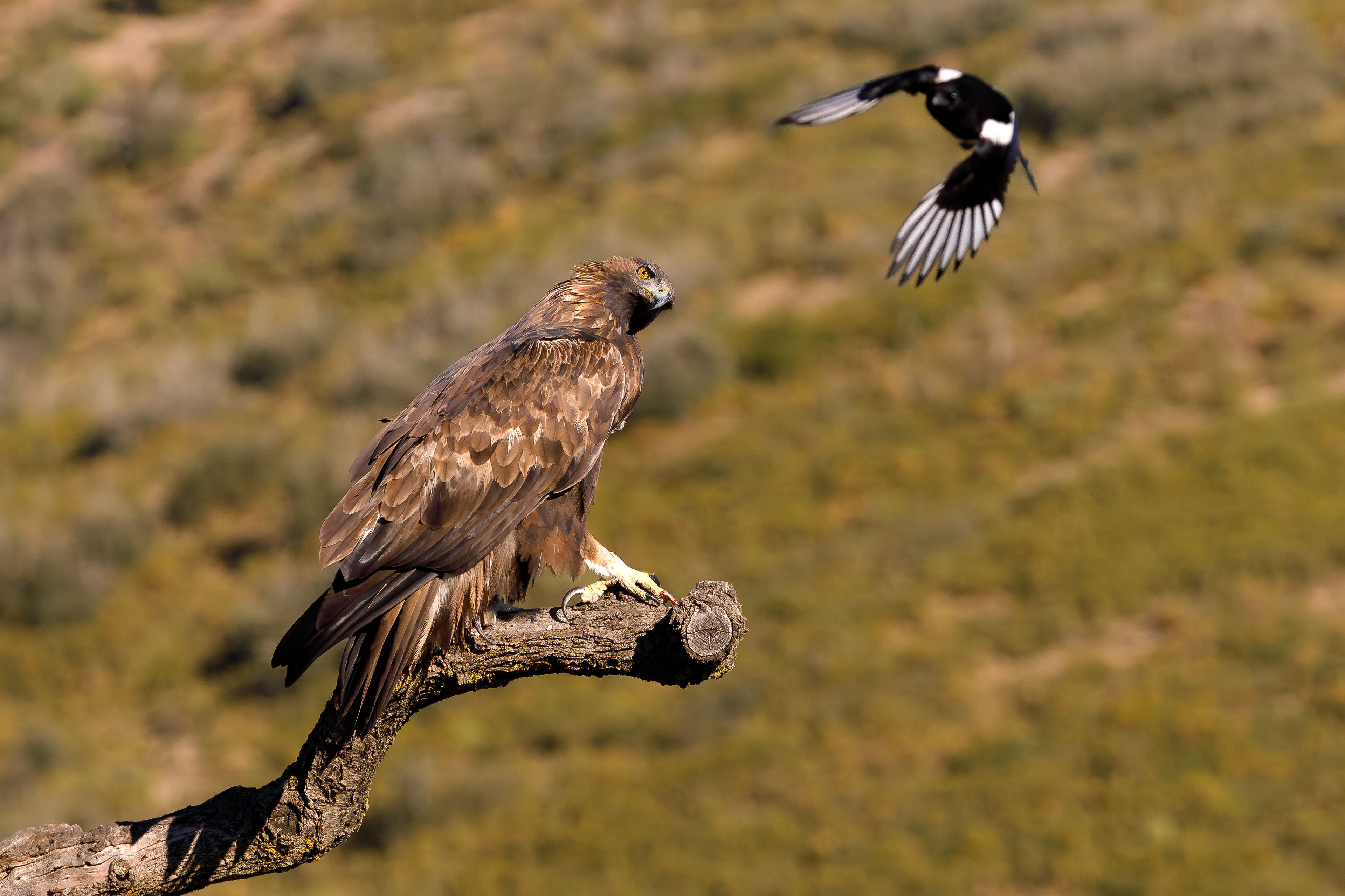 Aquila reale maschio