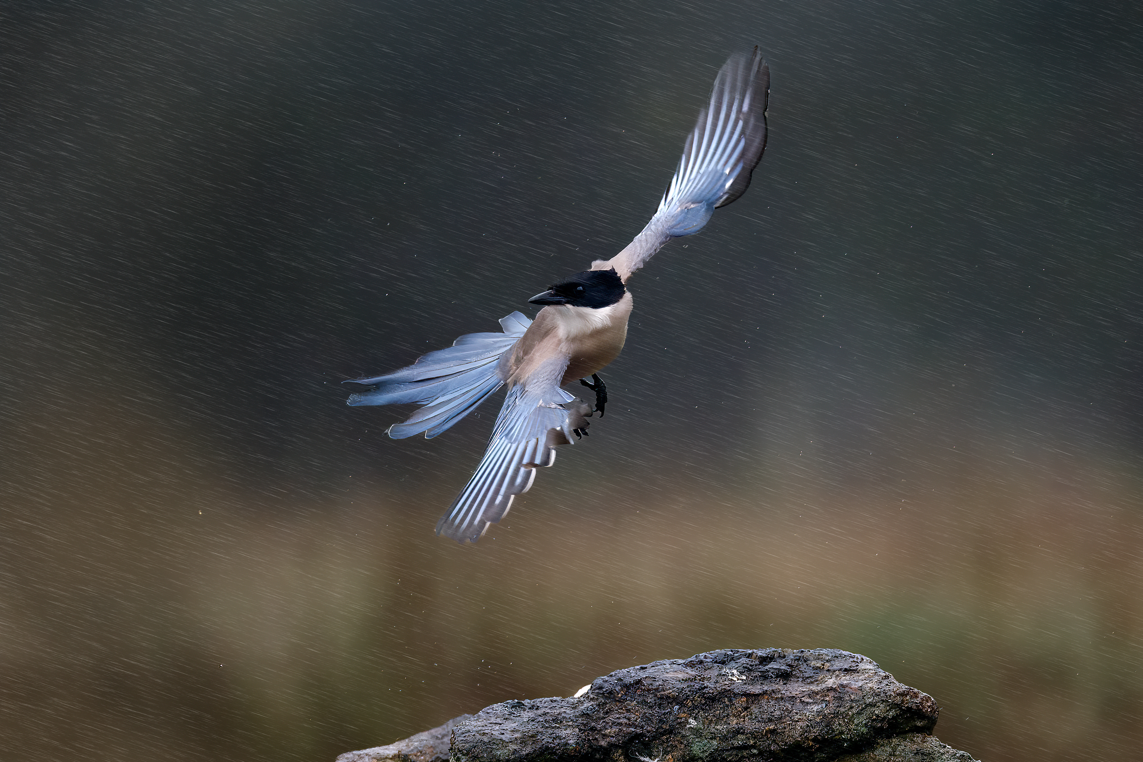 Gazza dalle ali azzurre- volo e virata - pioggia