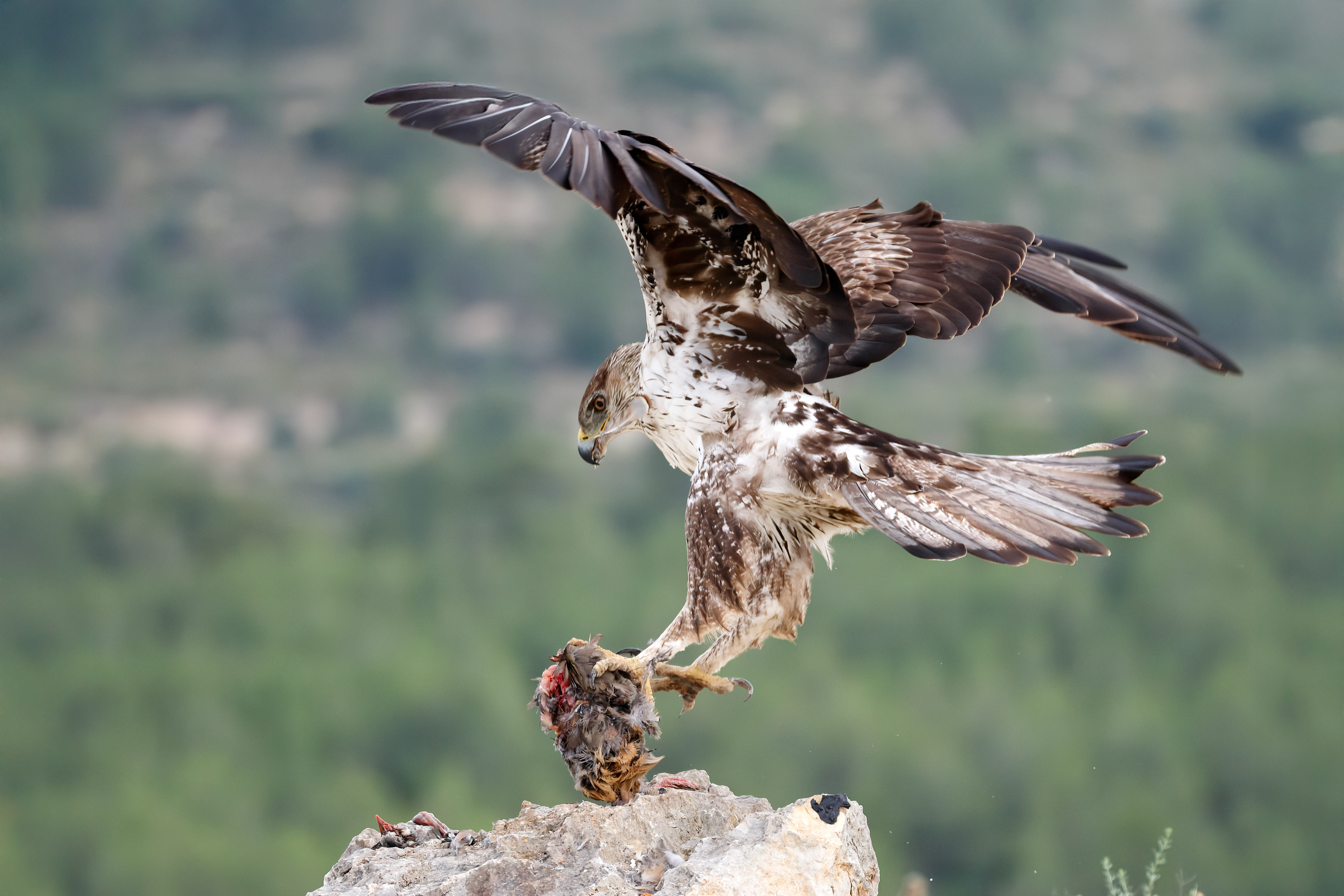 Bonelli's eagle