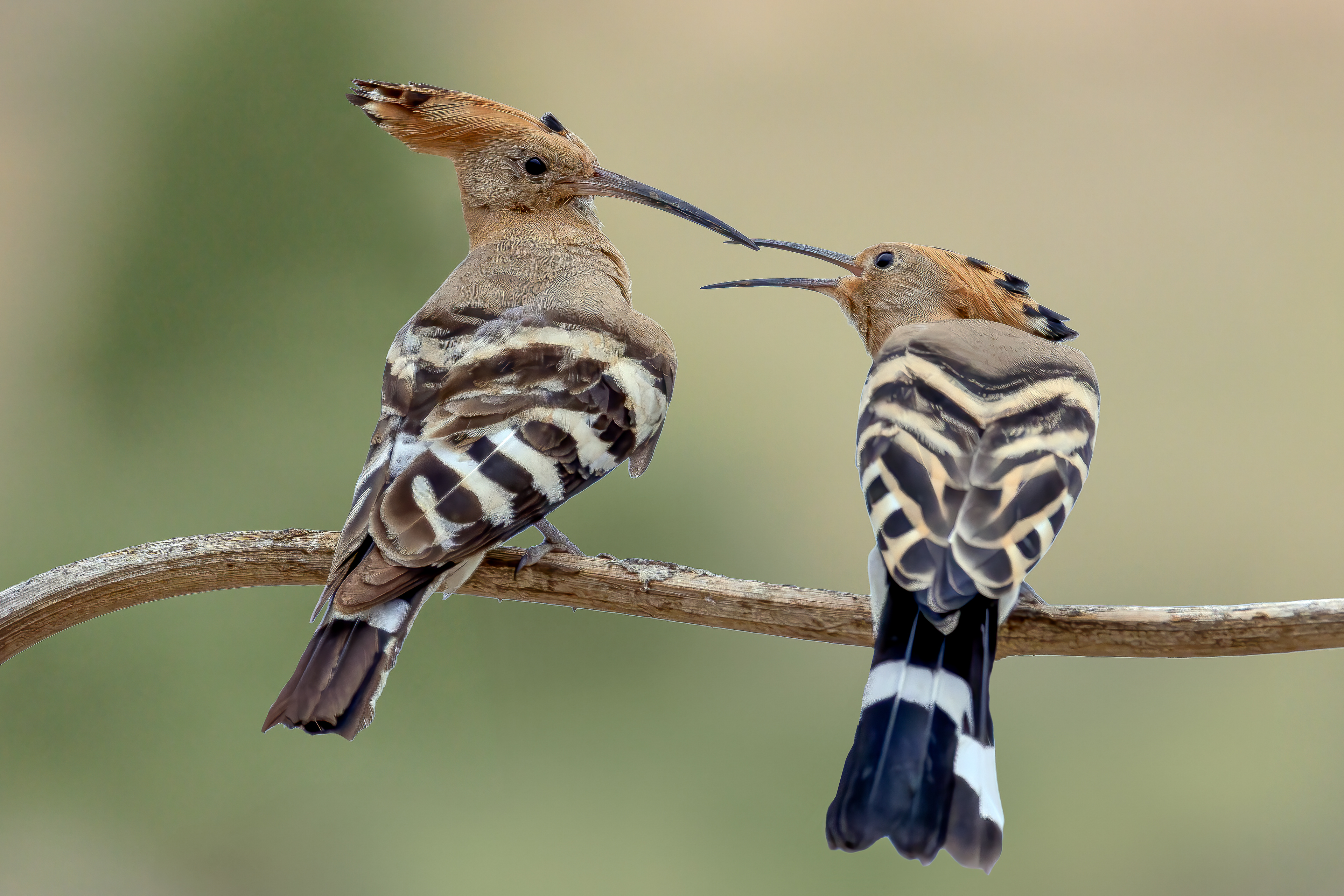Hoopoe