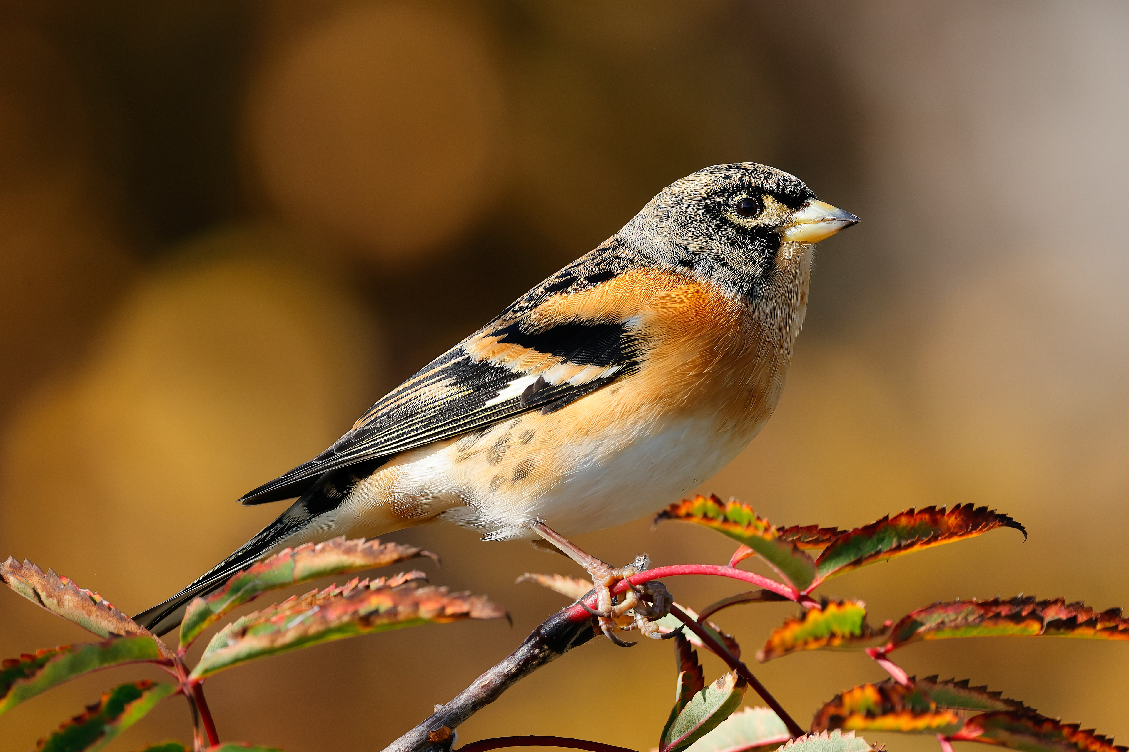 Brambling