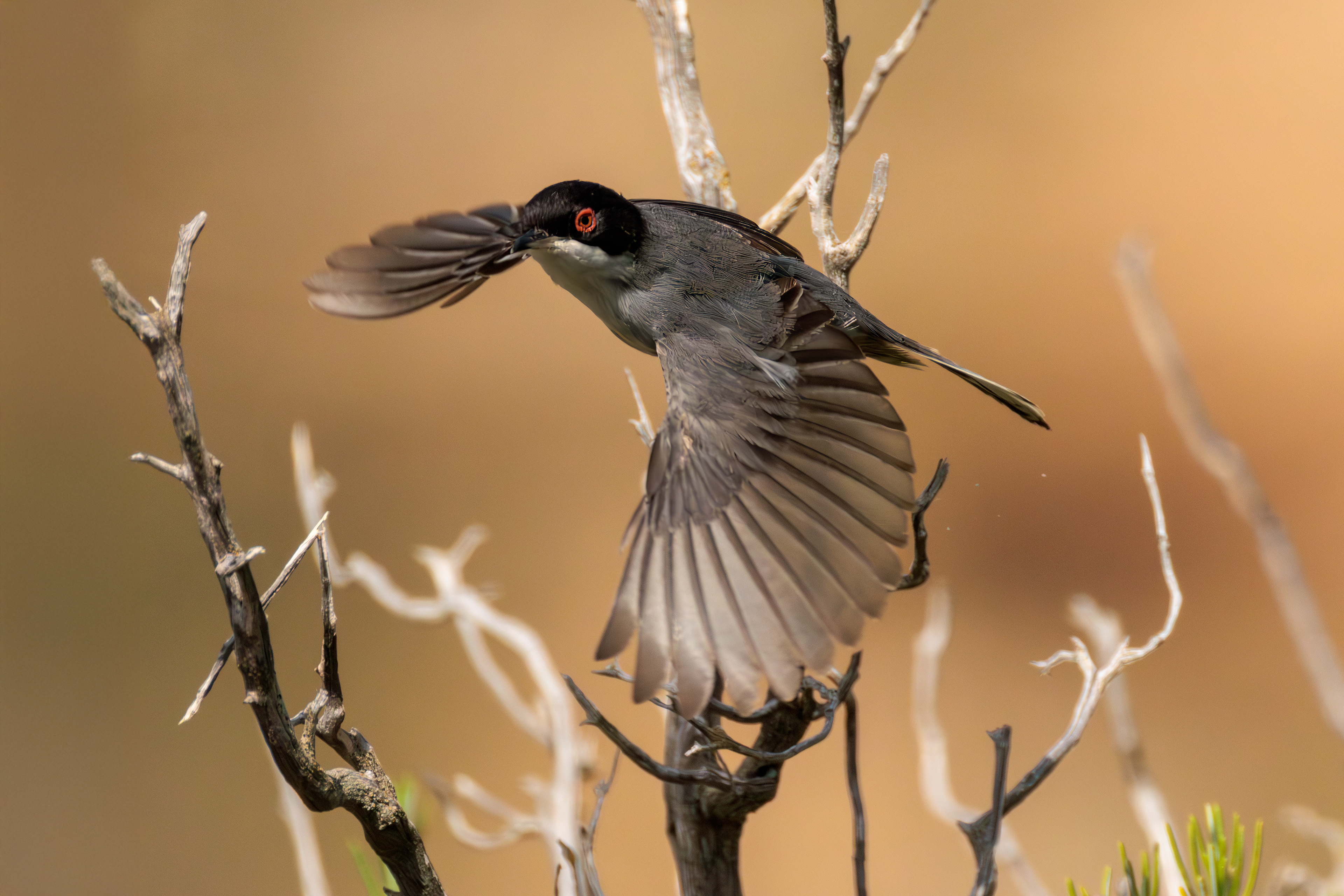 Sardinian warbler