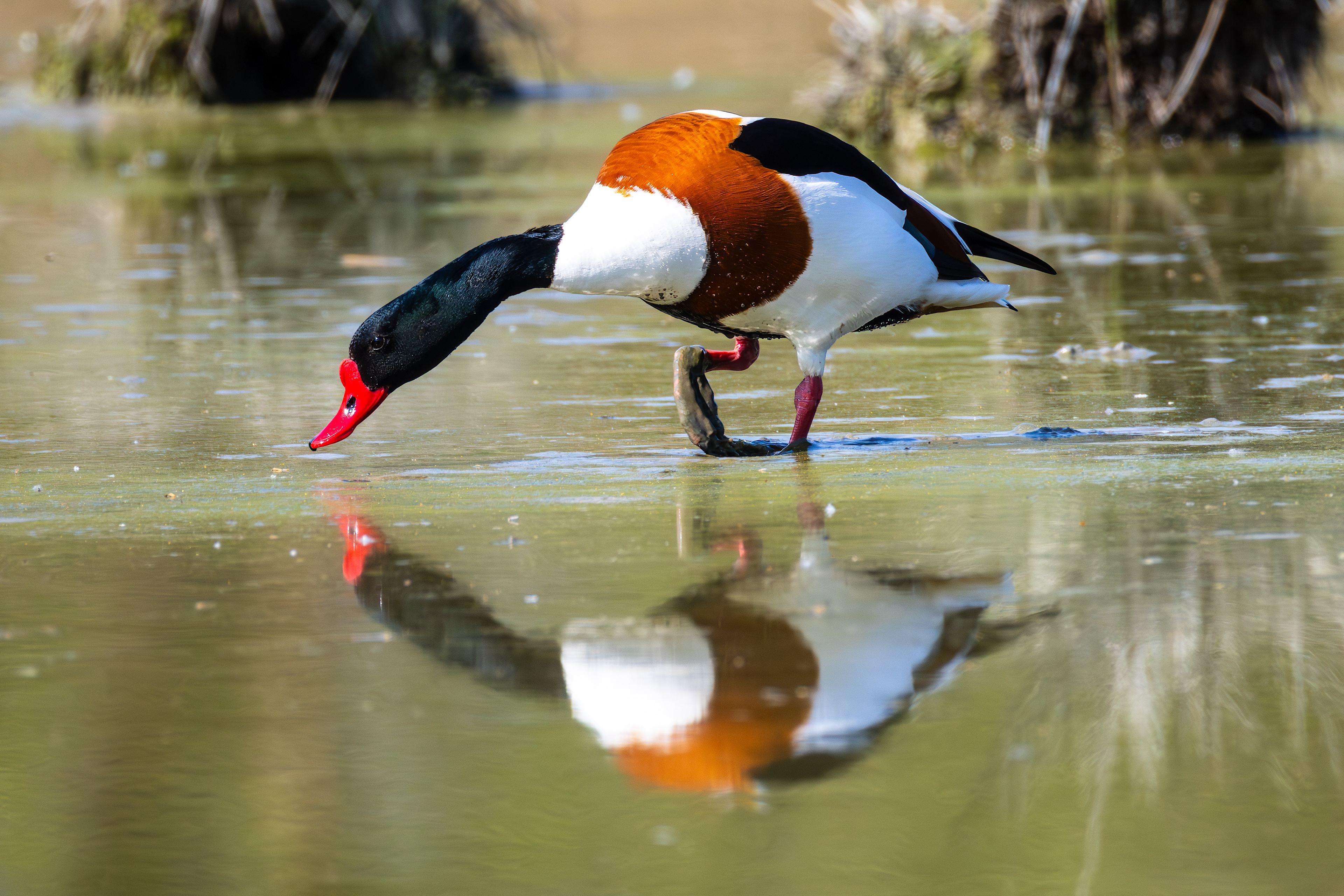Common shelduck