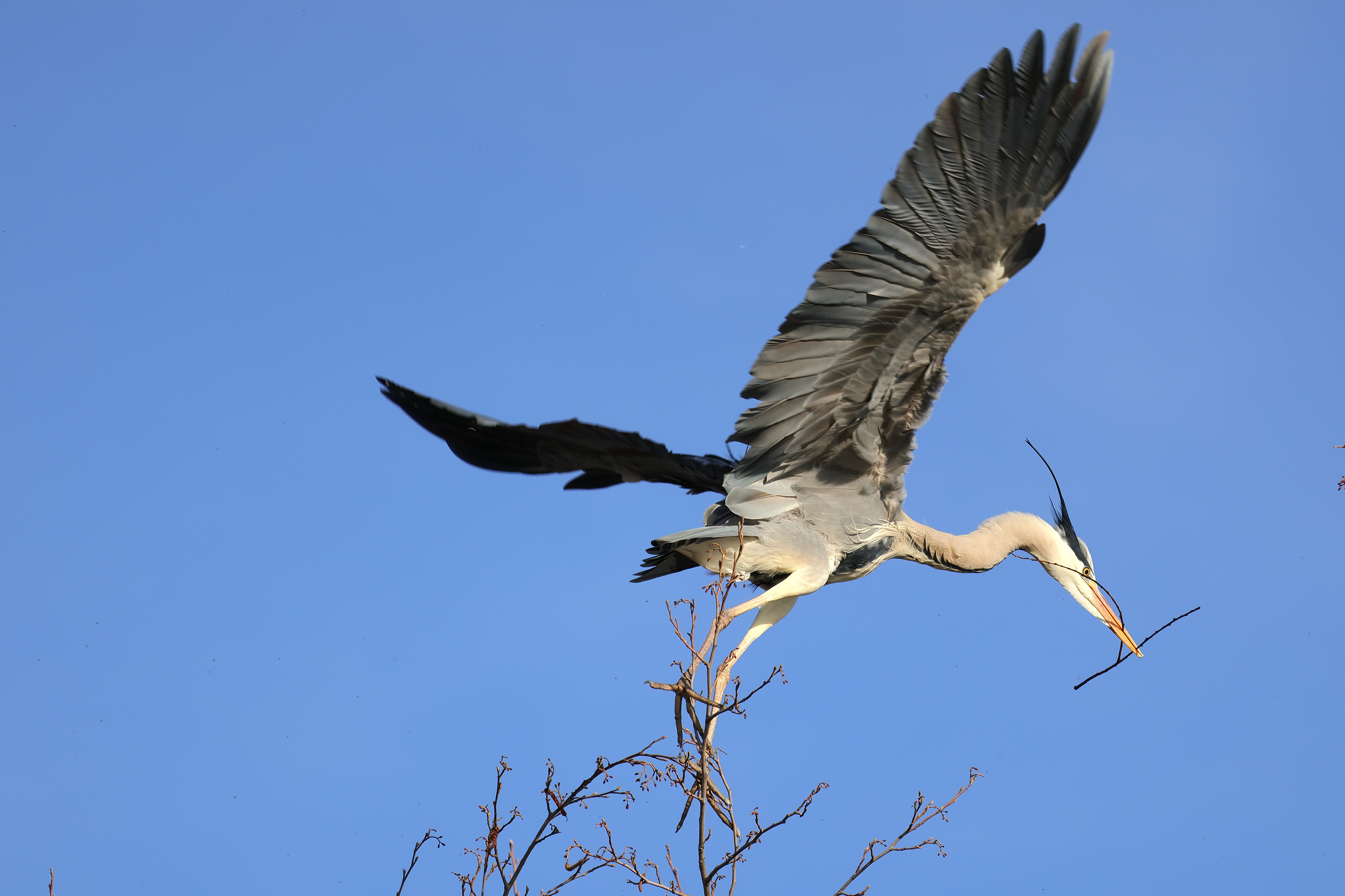 Grey heron