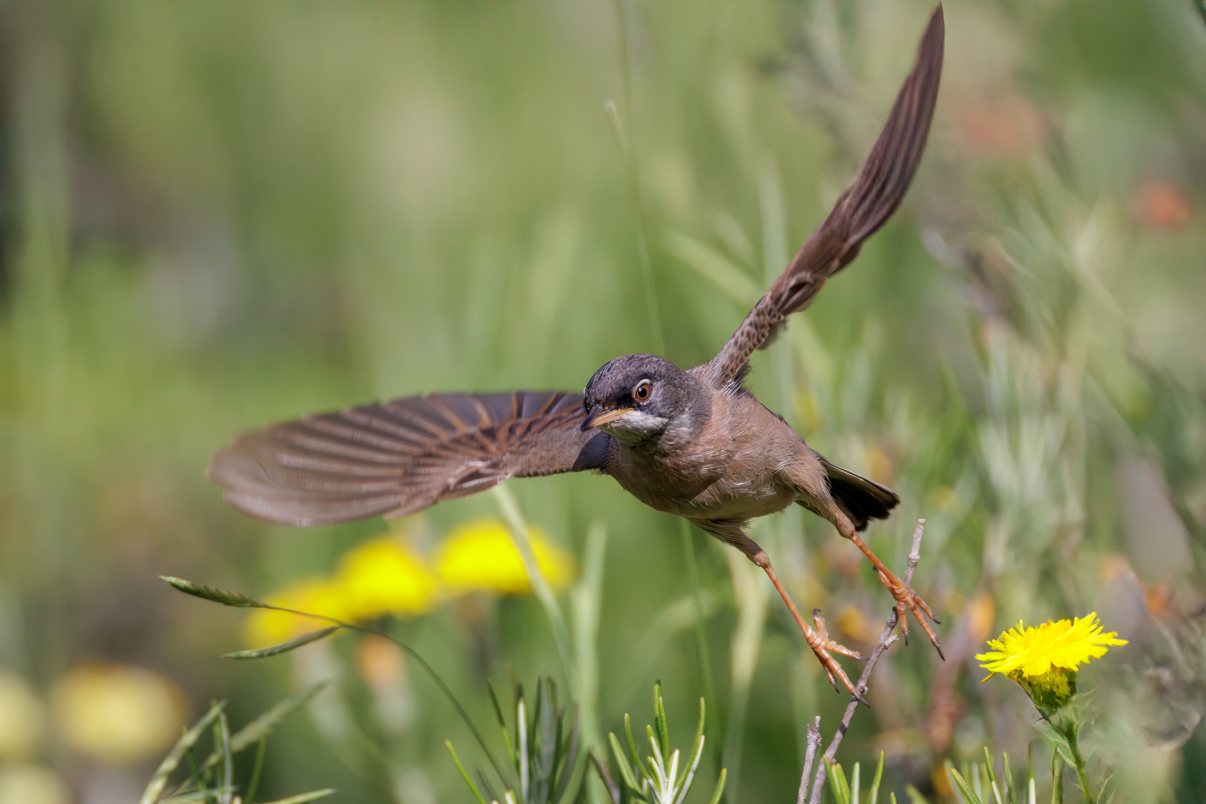 Spectacled warbler