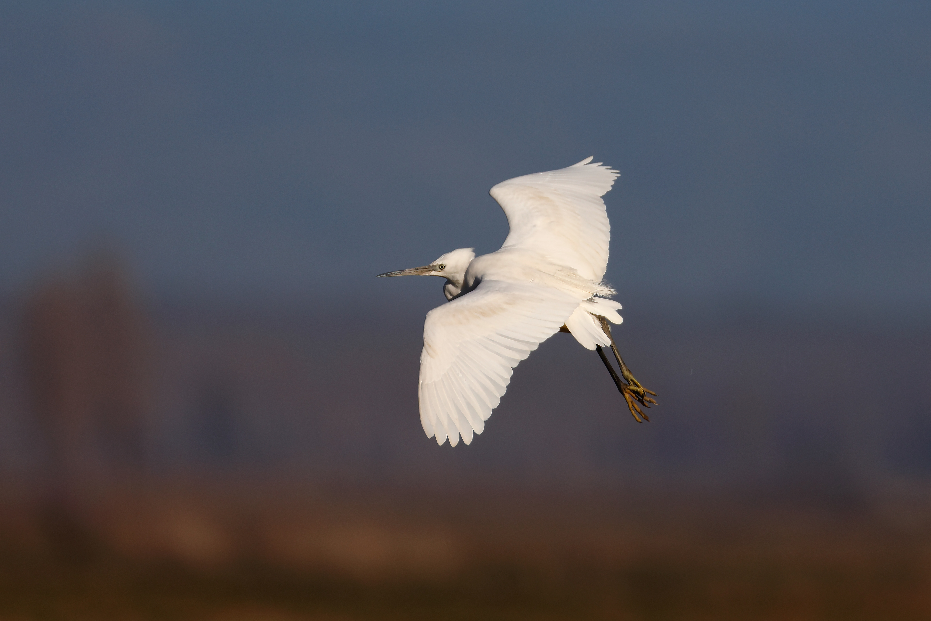 Cattle egret