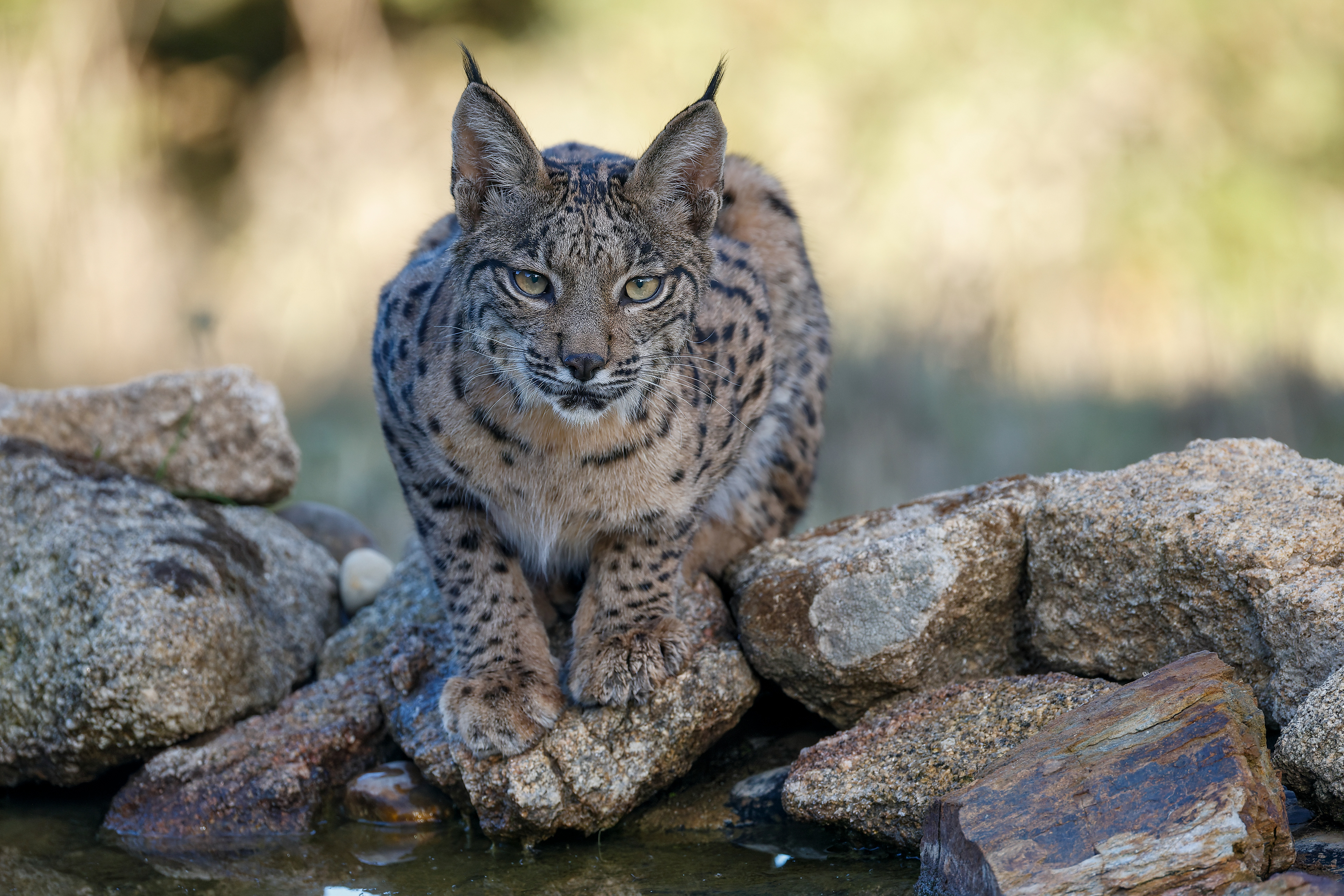 Lince iberica giovane - primo piano