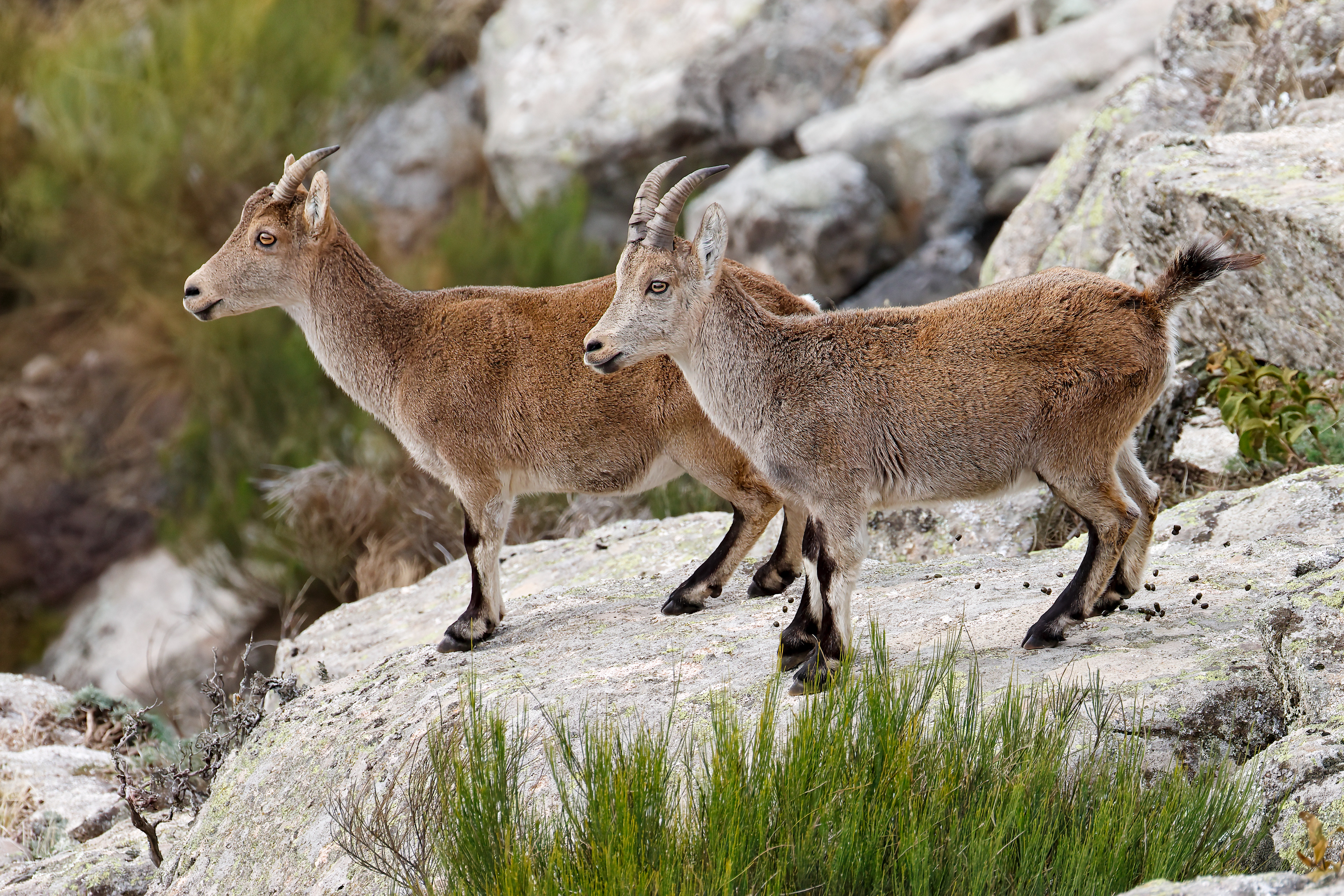 Stambecco iberico femmina - cabra montes