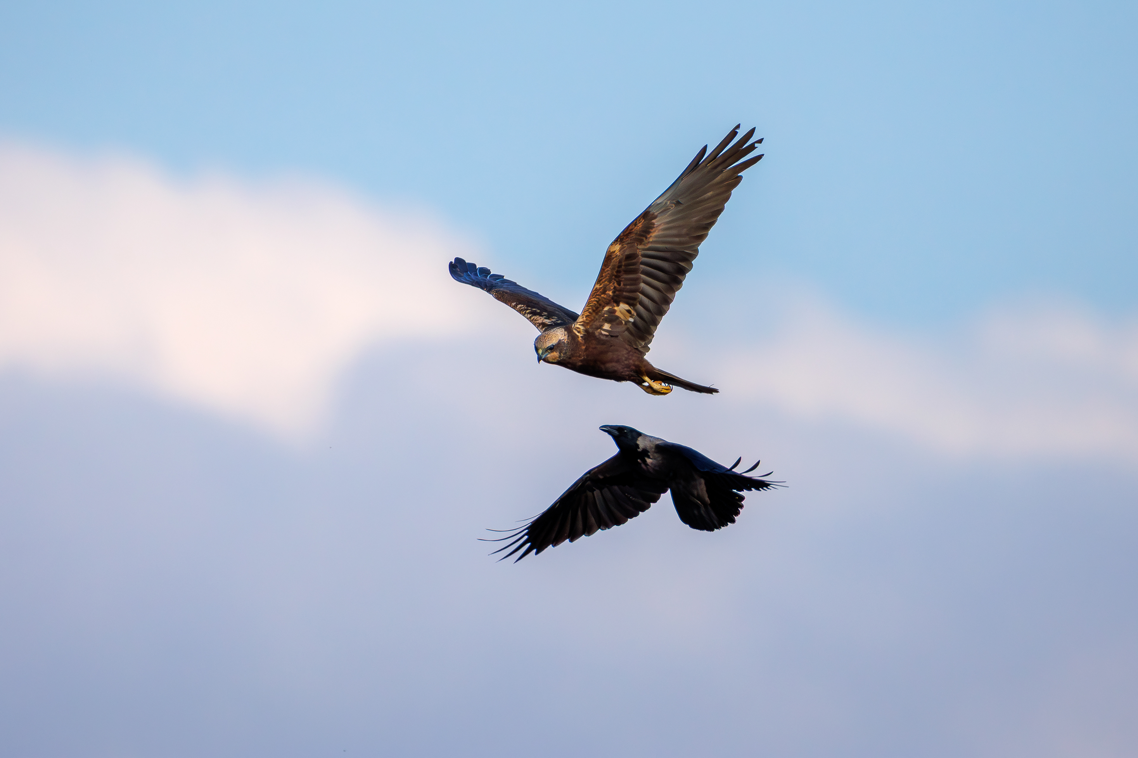 Marsh harrier + Crow