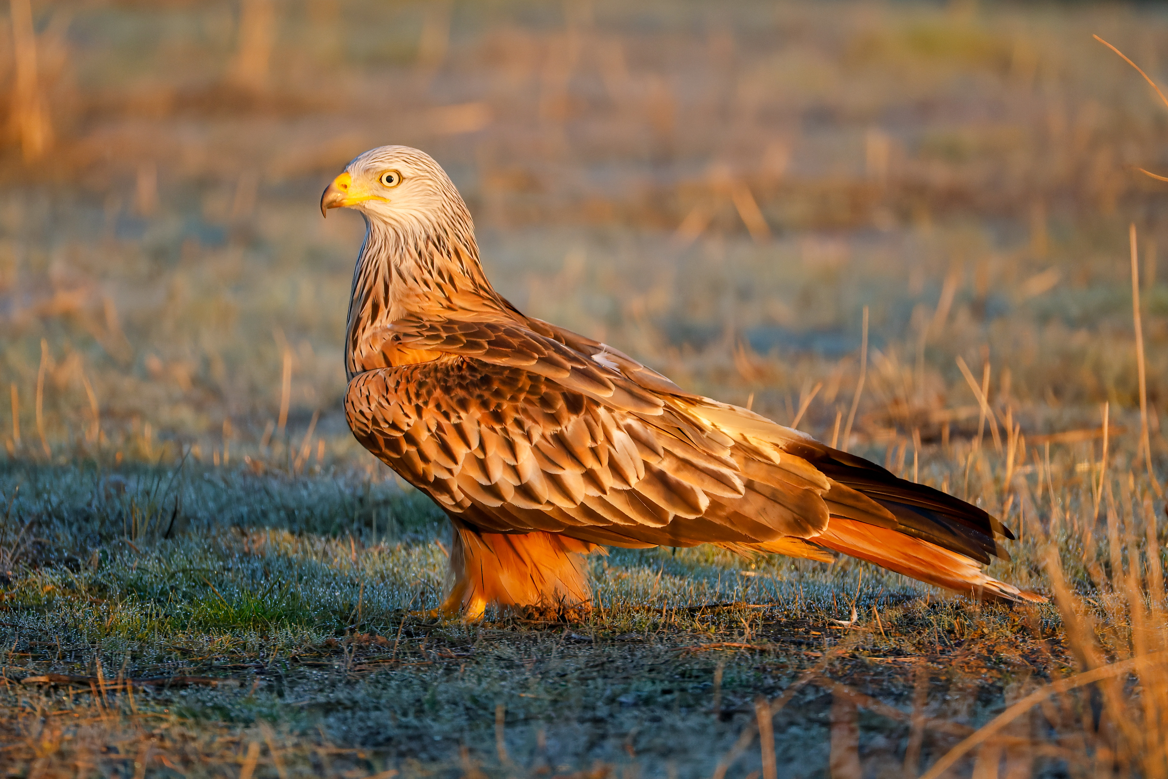 Nibbio reale - suolo