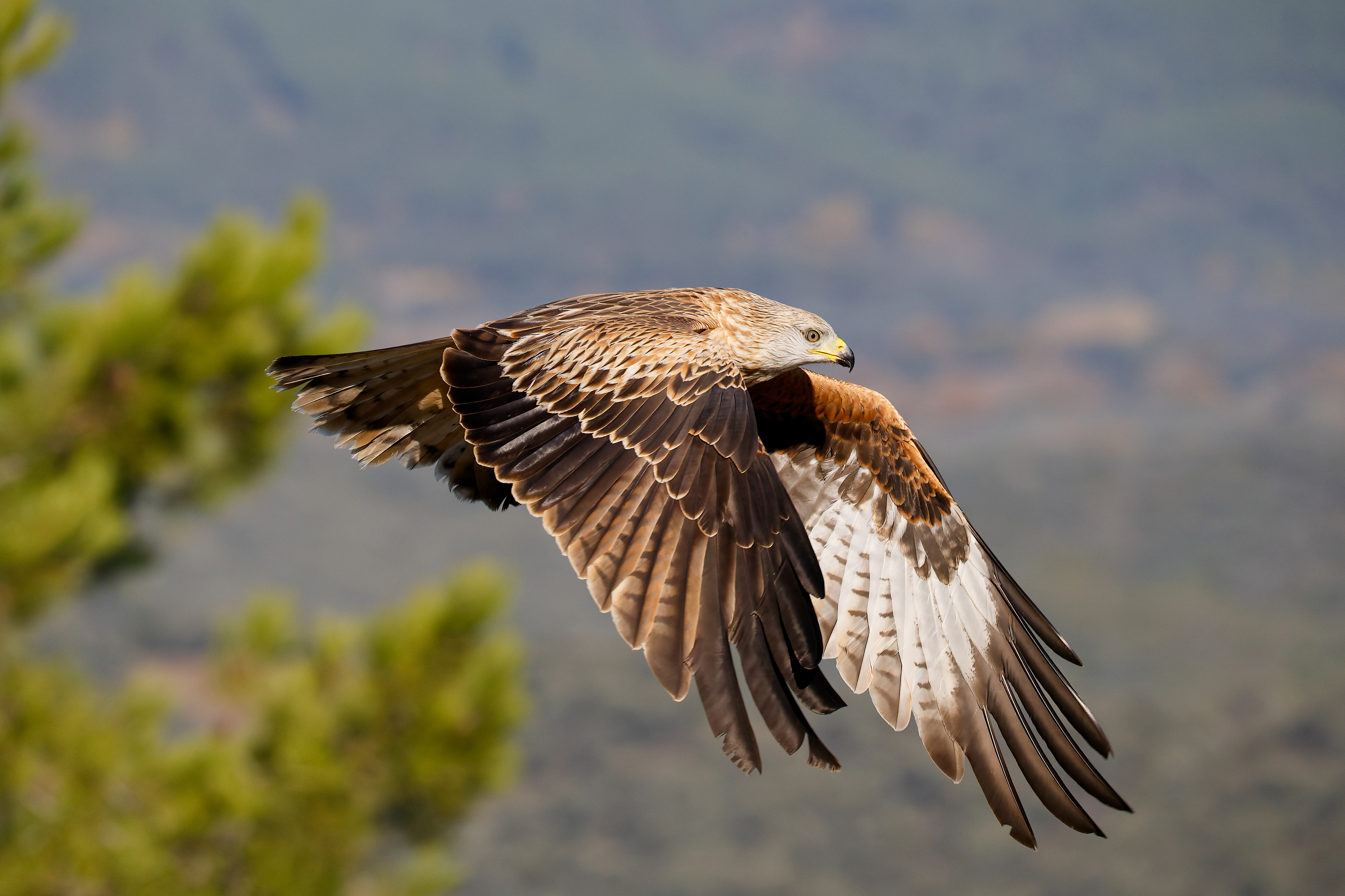 nibbio reale giovane - montagna, in volo