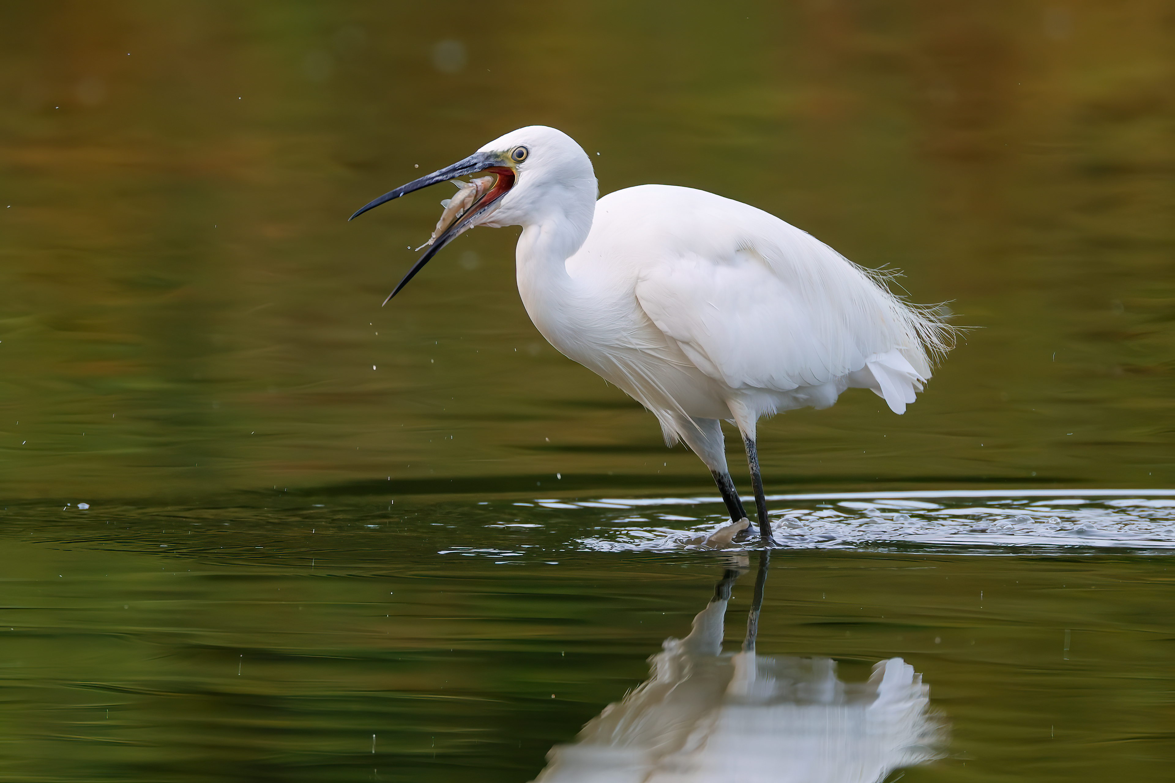 Little egret