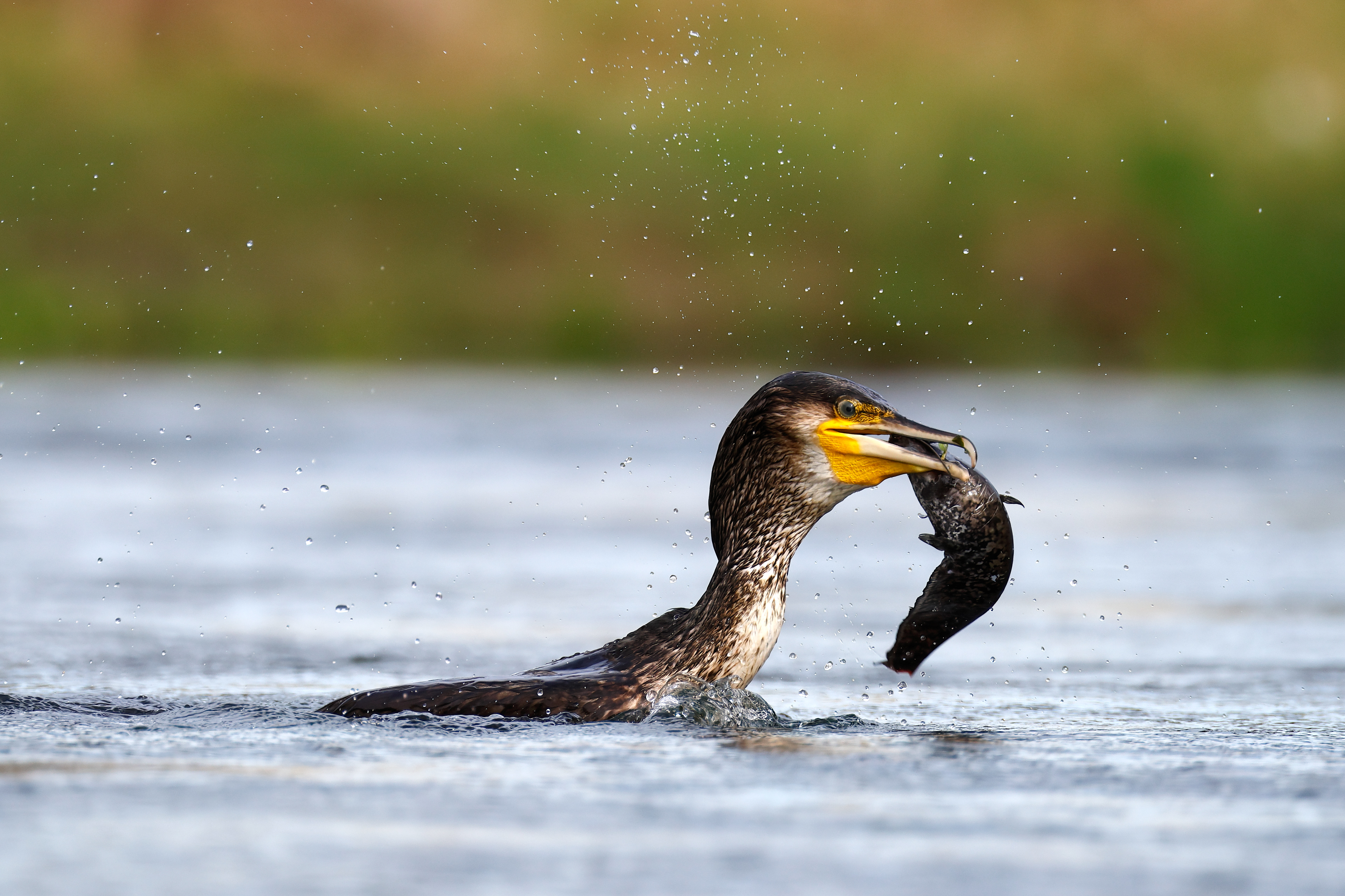 Cormorano