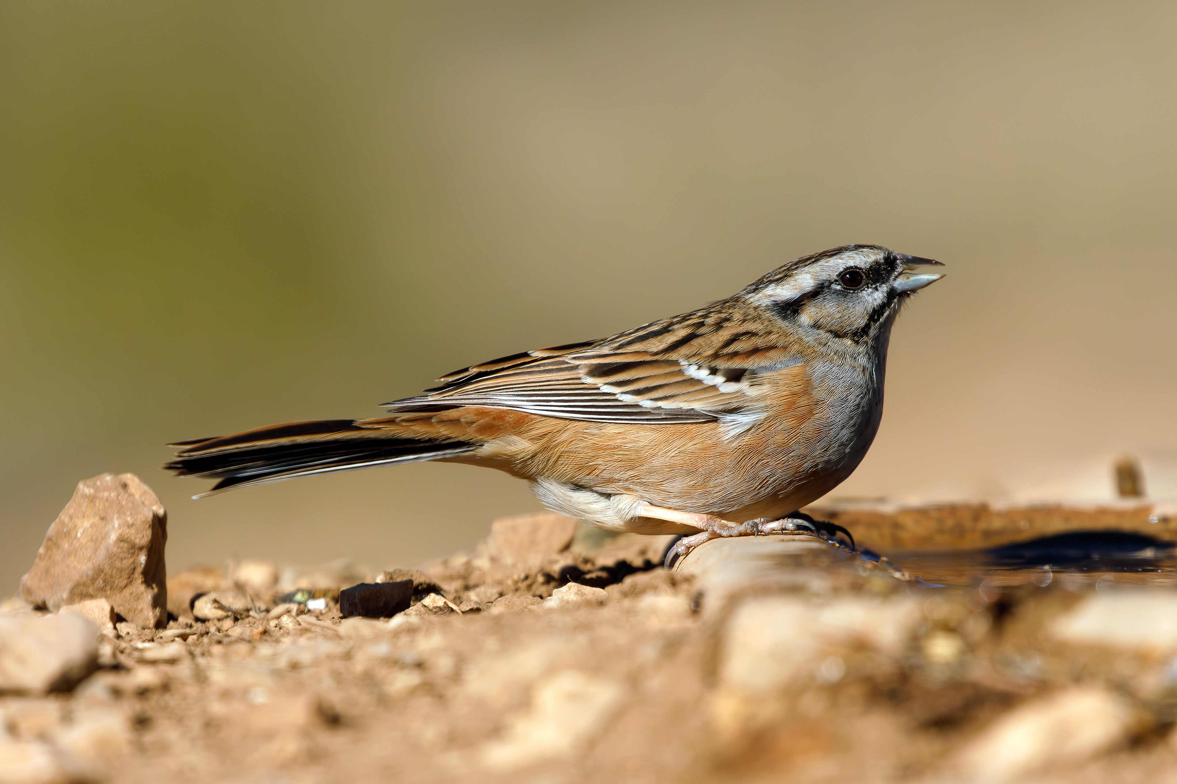 Zigolo mugiatto