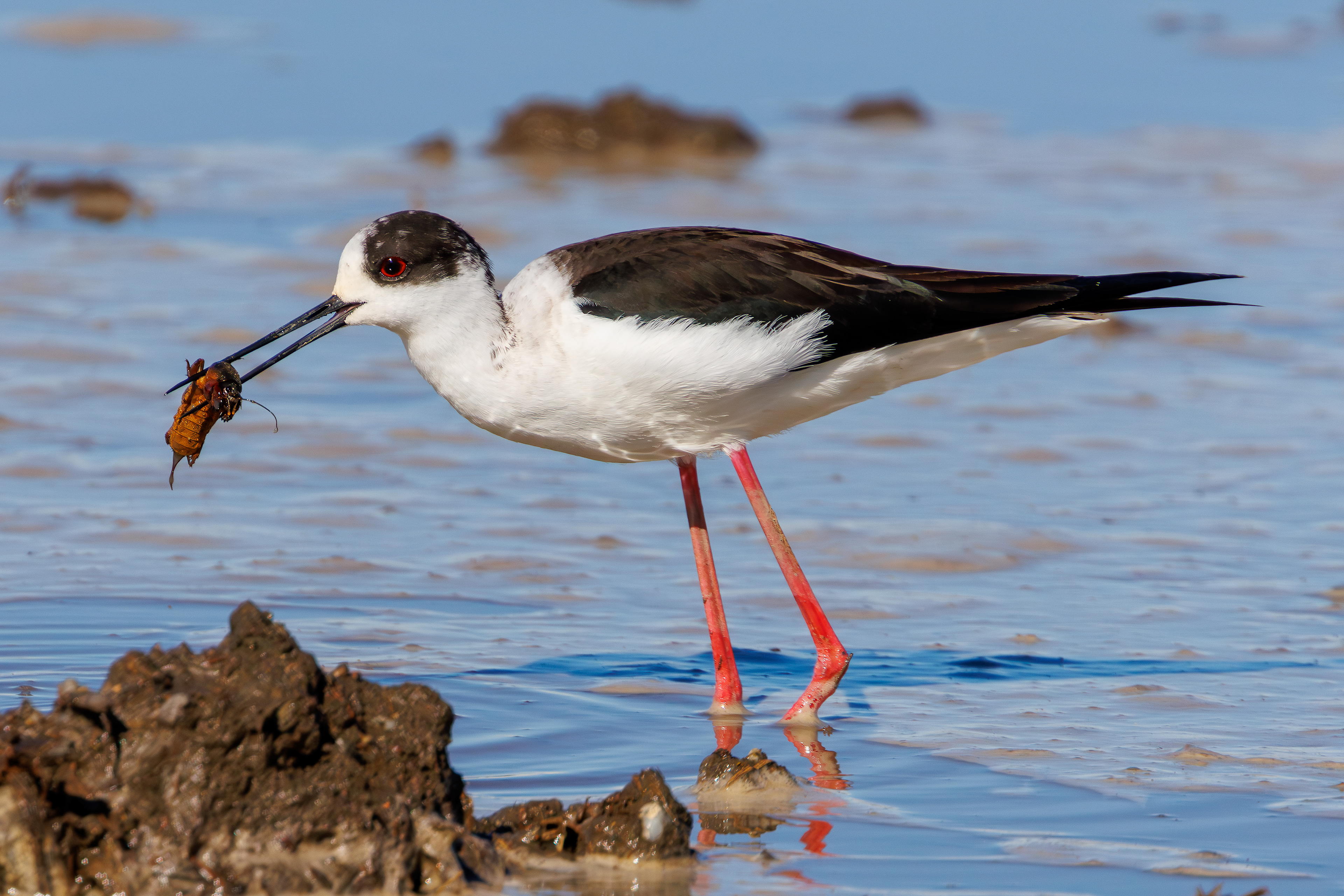 Black-winged stilt