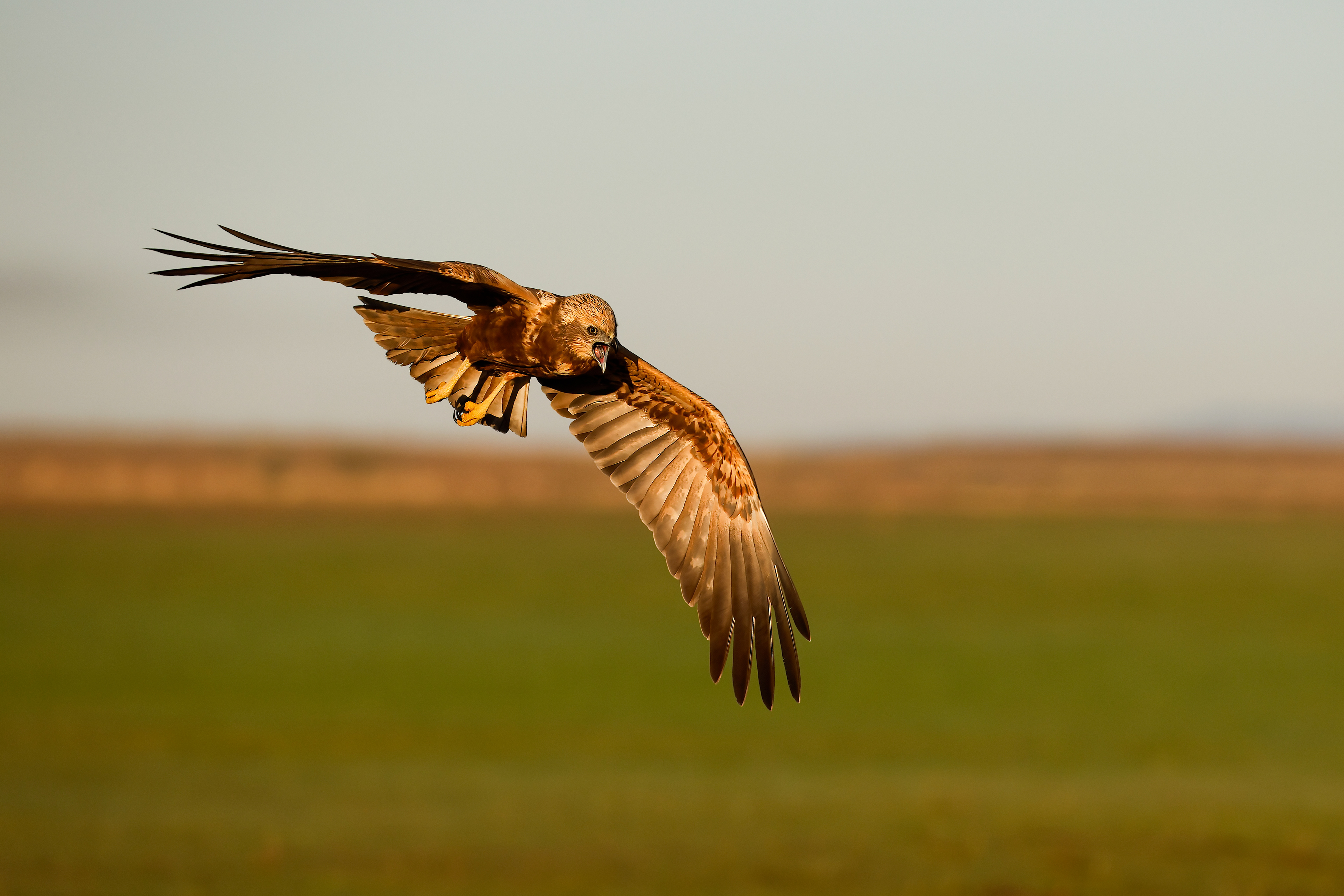 Falco di palude - steppa in volo