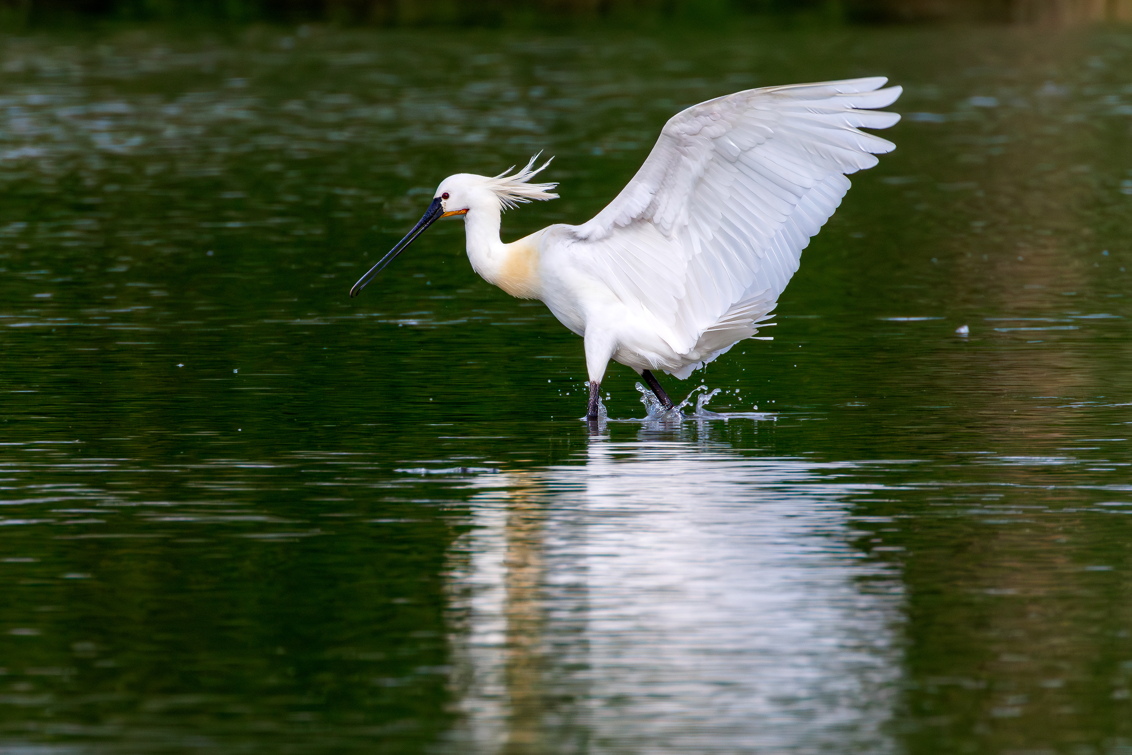 Eurasian spoonbill