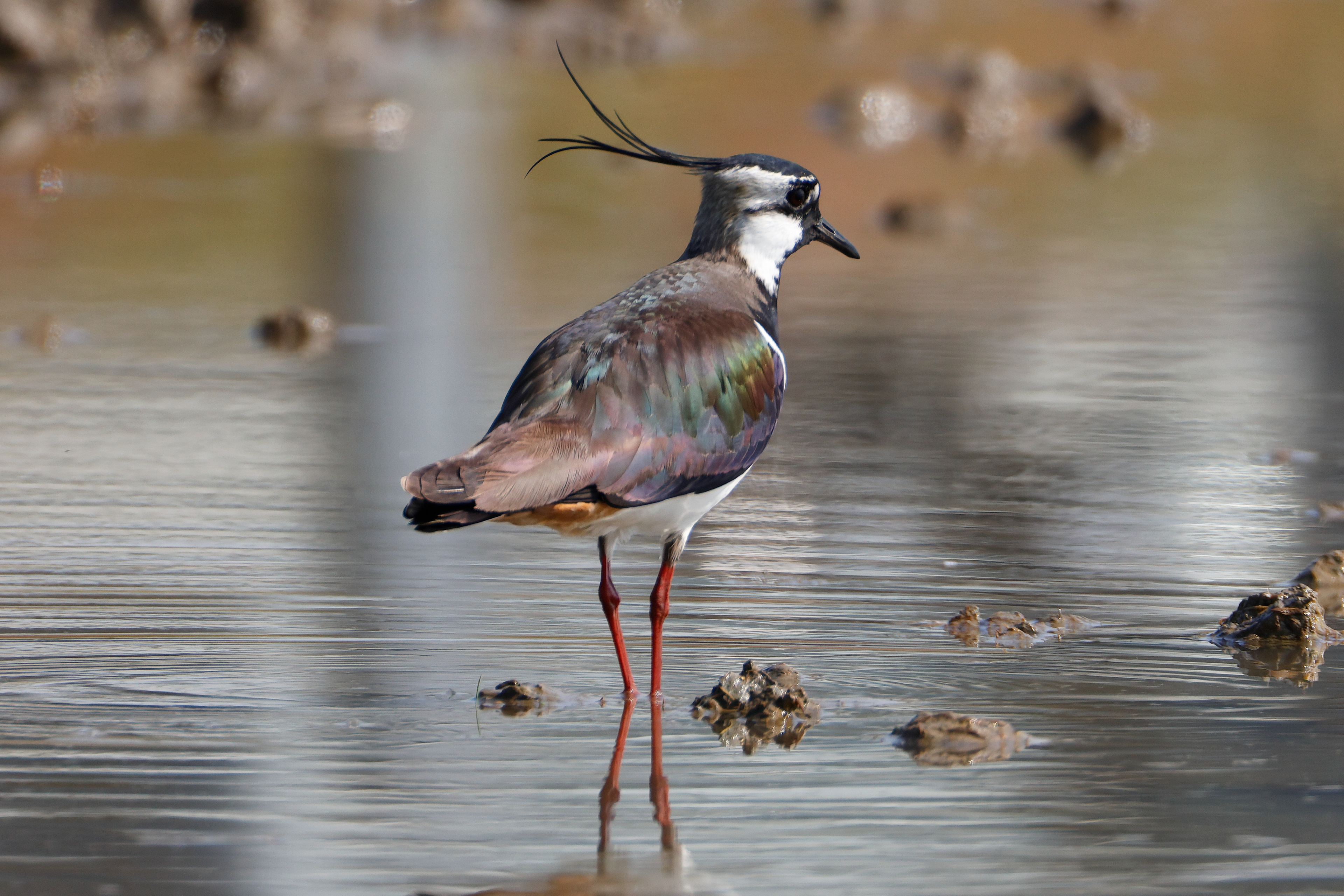 Northern lapwing