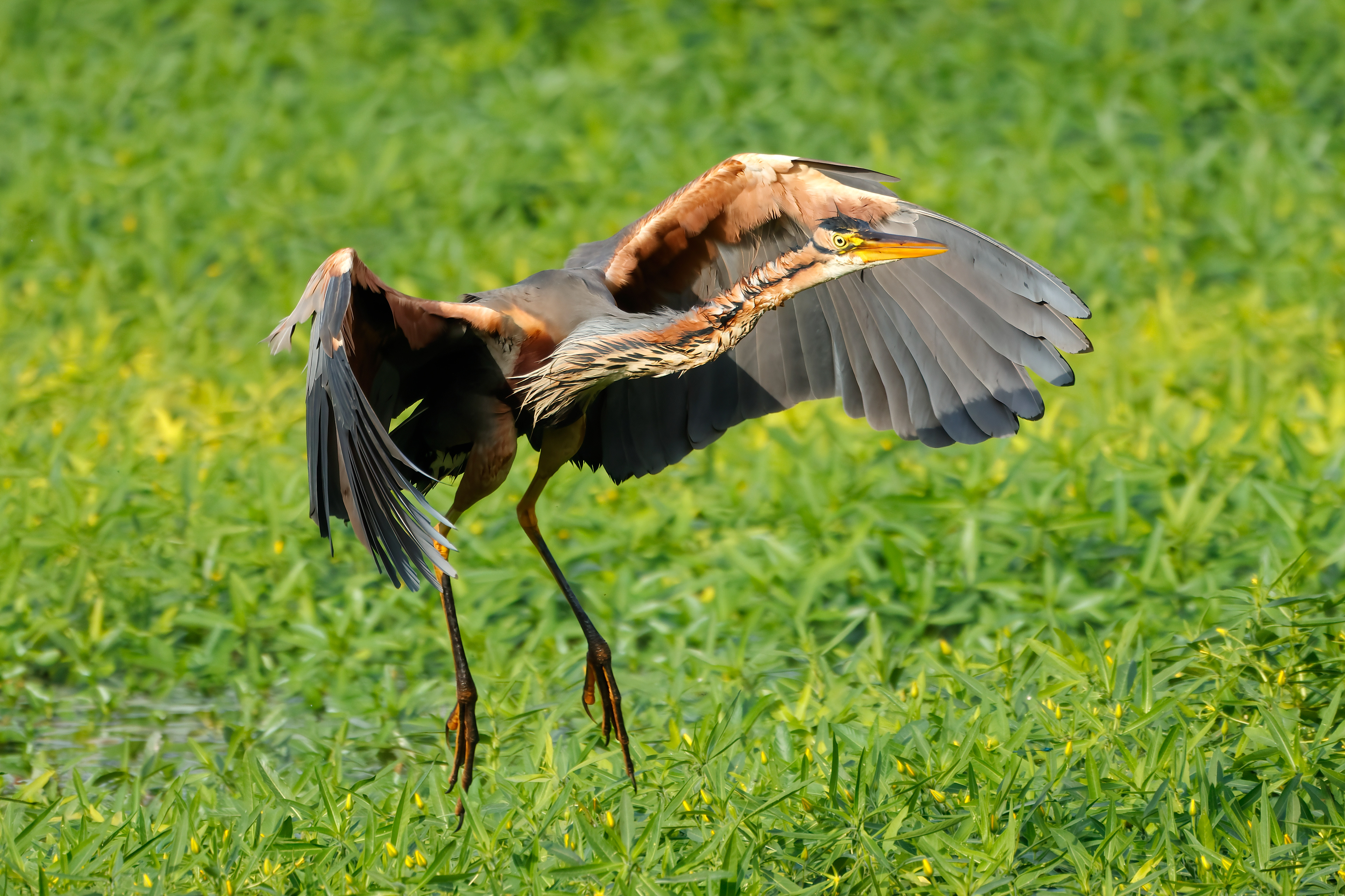 Purple heron